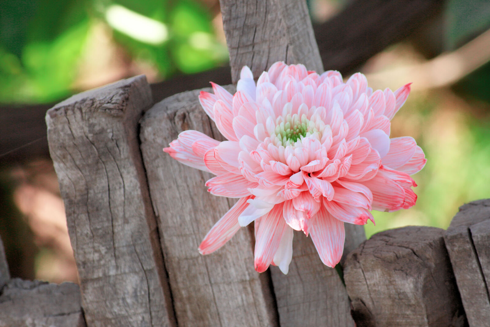 Canon EOS 700D (EOS Rebel T5i / EOS Kiss X7i) sample photo. Artificial, flowers, beautiful, flowers photography