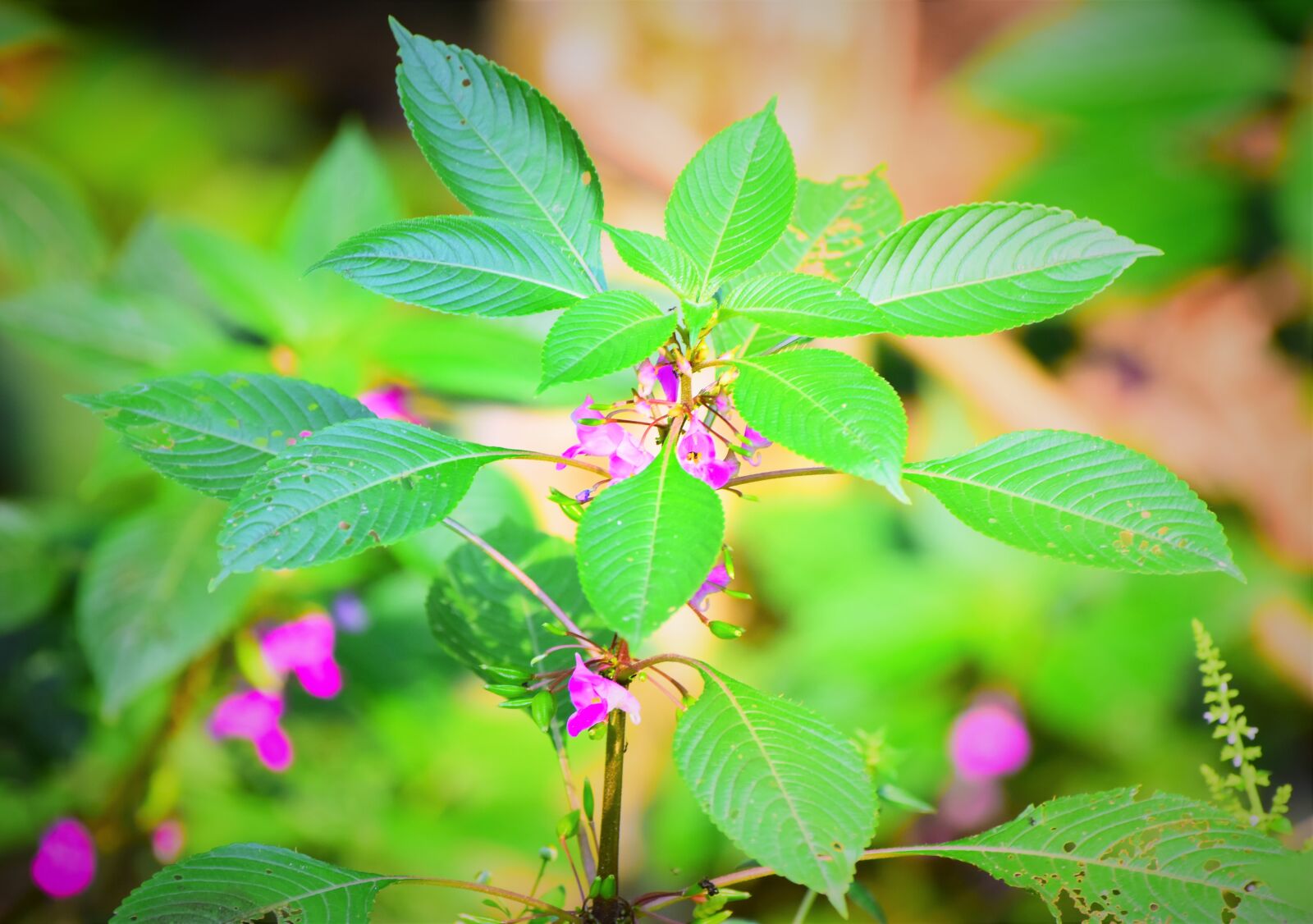Nikon D5600 sample photo. Leaf, nature, flora photography