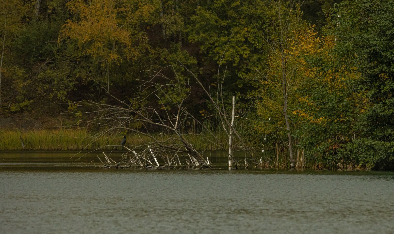 150-600mm F5-6.3 DG OS HSM | Contemporary 015 sample photo. Lake, autumn, landscape photography