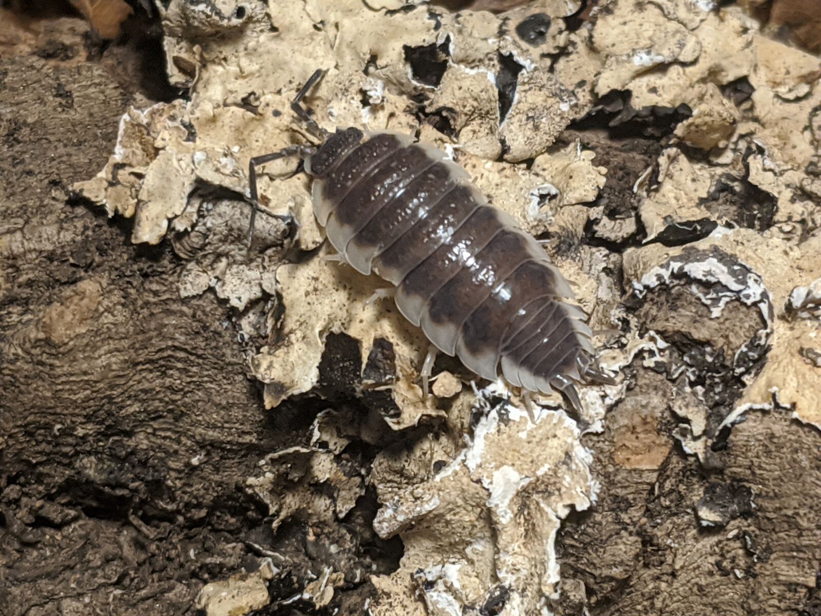 Google Pixel 2 XL sample photo. Isopods, porcellio sevilla, spain photography