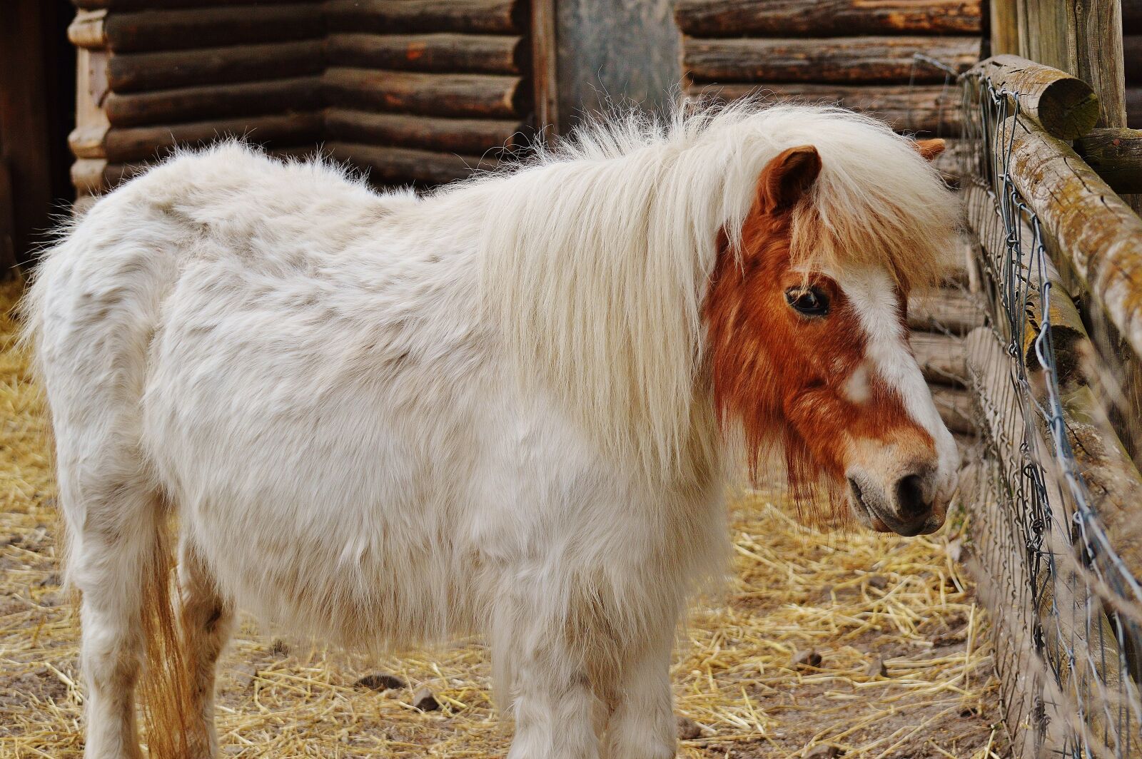 Nikon D3200 sample photo. Pony, wildpark poing, white photography