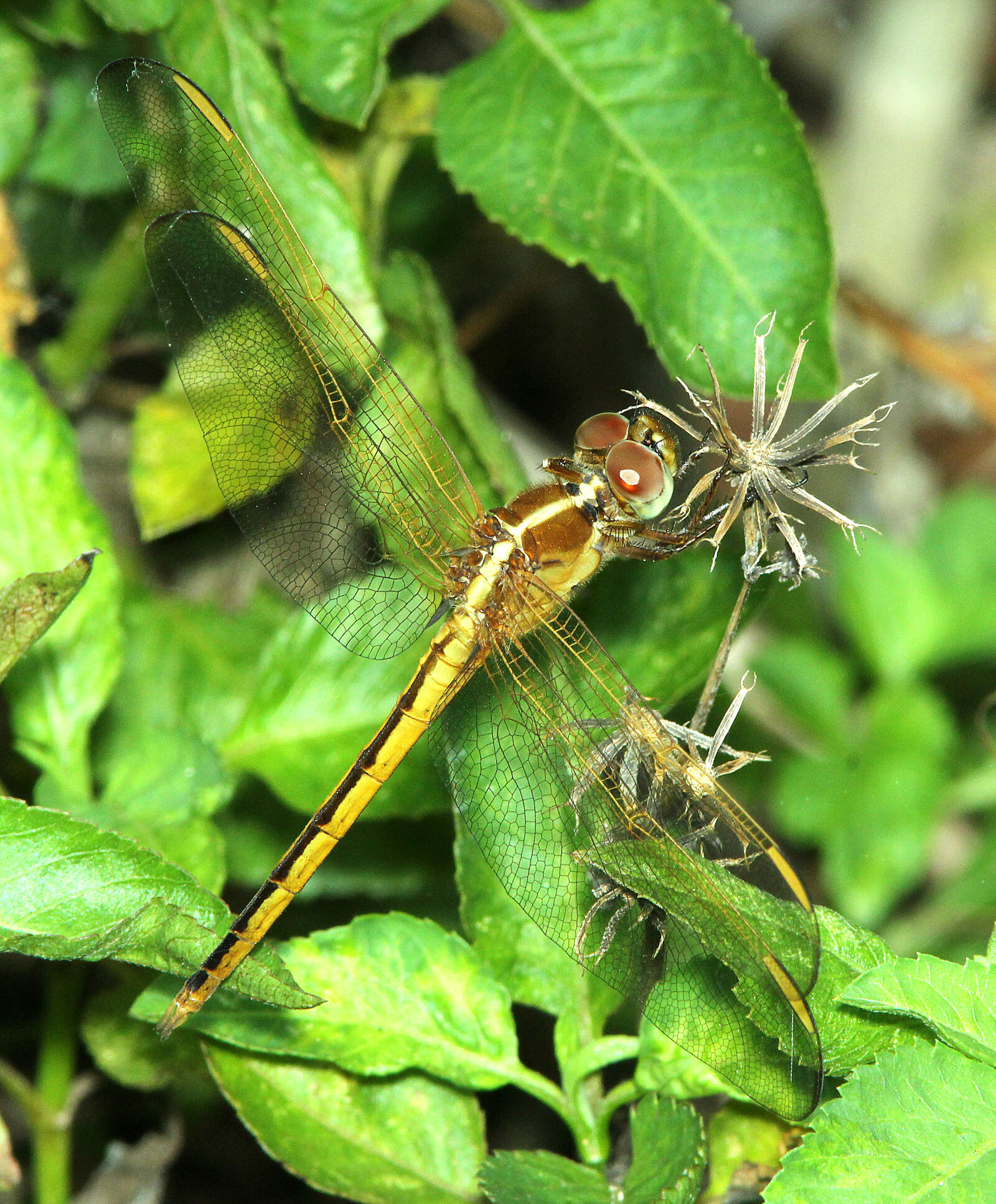 Canon EF 300mm F4L IS USM sample photo