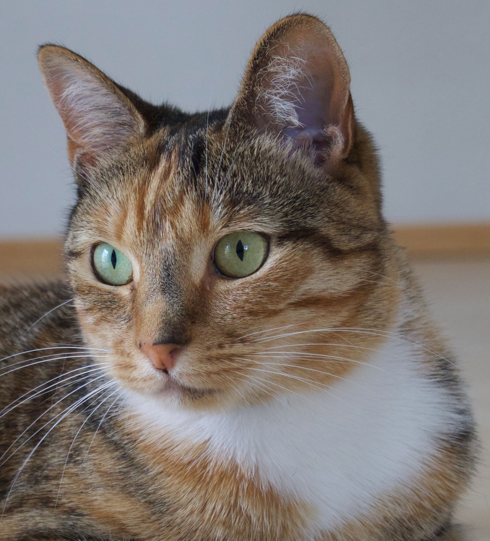 Panasonic Lumix DMC-GH3 sample photo. Cat, animal, tabby photography