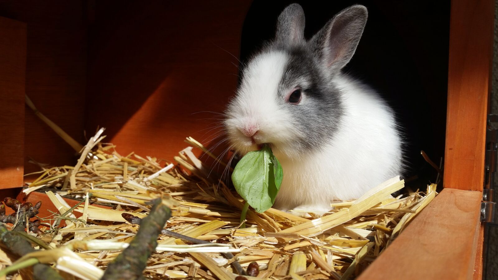 Samsung Galaxy S5 sample photo. Rabbit, dwarf rabbit, color photography