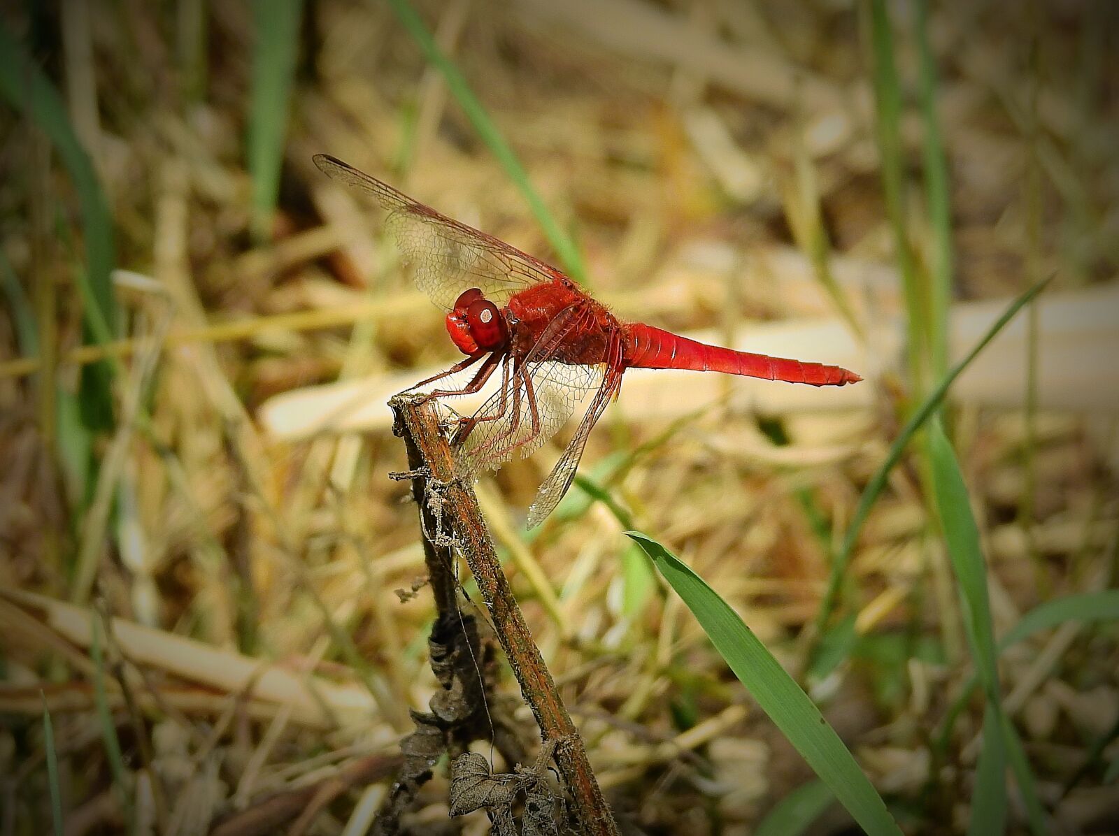 Nikon Coolpix P900 sample photo. Dragonfly red, insect, nature photography