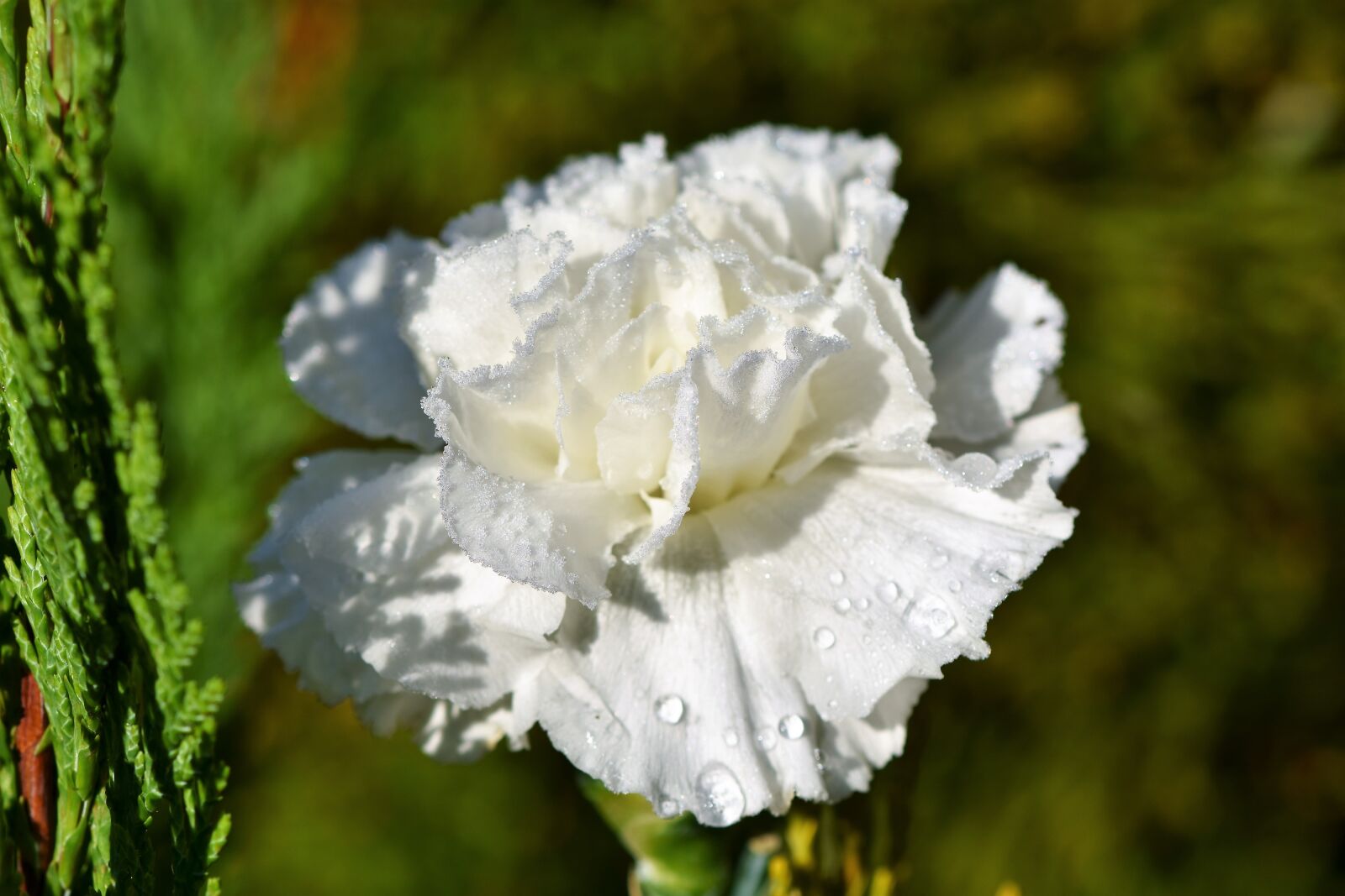 Nikon D7200 sample photo. Carnation, carnation flower, petals photography