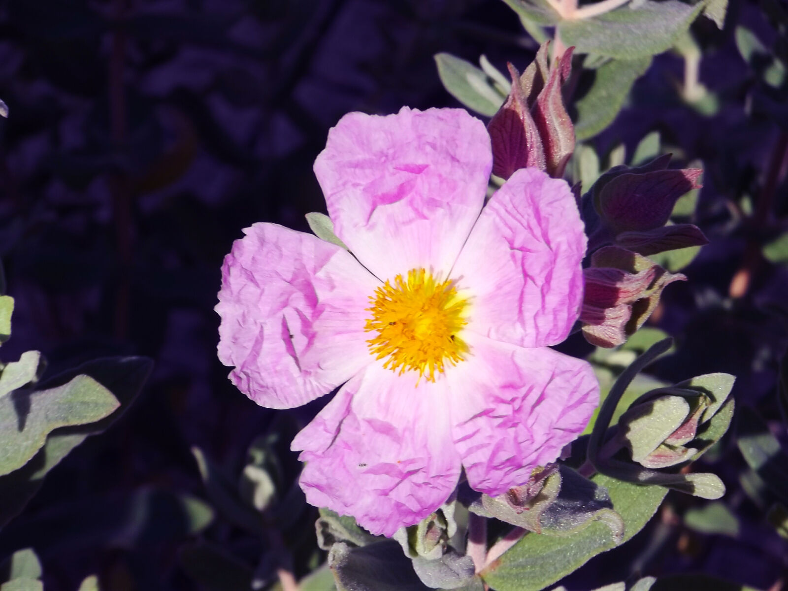 Fujifilm FinePix S2980 sample photo. Beautiful, flowers, flower, flowers photography