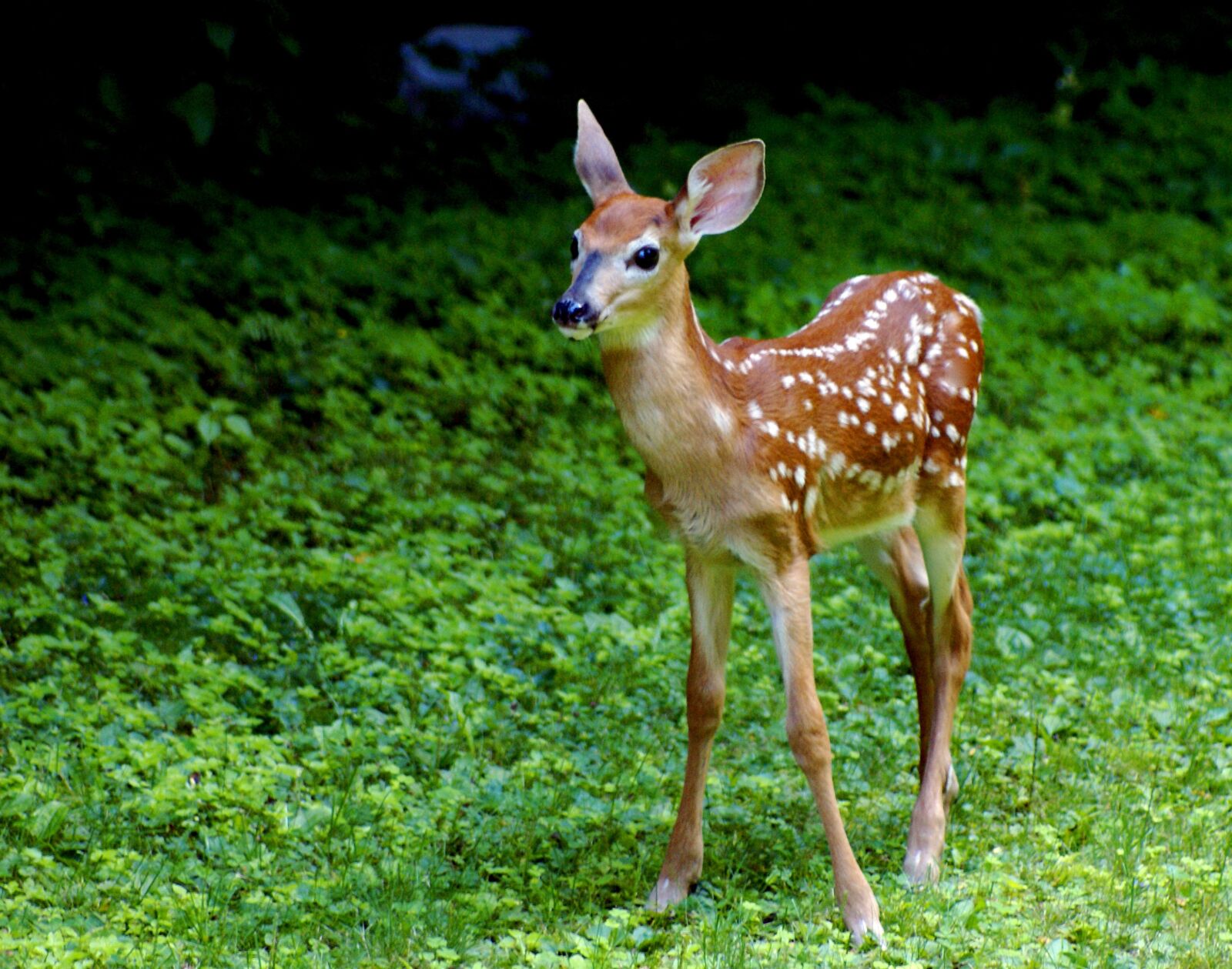 Sony Alpha DSLR-A100 sample photo. Fawn, deer, nature photography