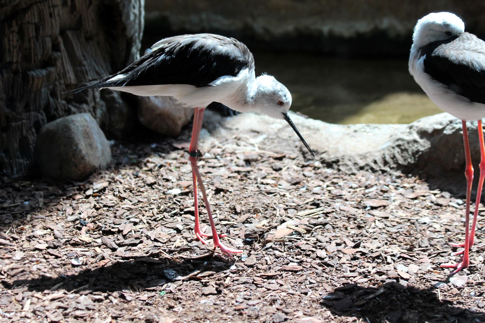 Canon EOS 650D (EOS Rebel T4i / EOS Kiss X6i) sample photo. Black-winged stilt, bird, himantopus photography
