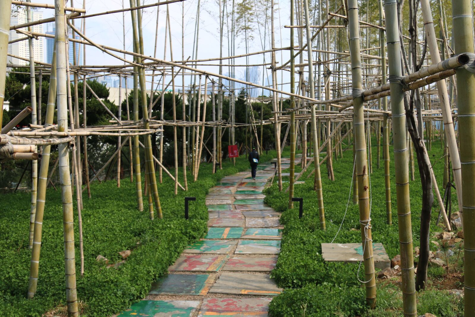 Canon EOS 70D + Canon EF 24-105mm F4L IS USM sample photo. Bamboo, forest, ecology photography