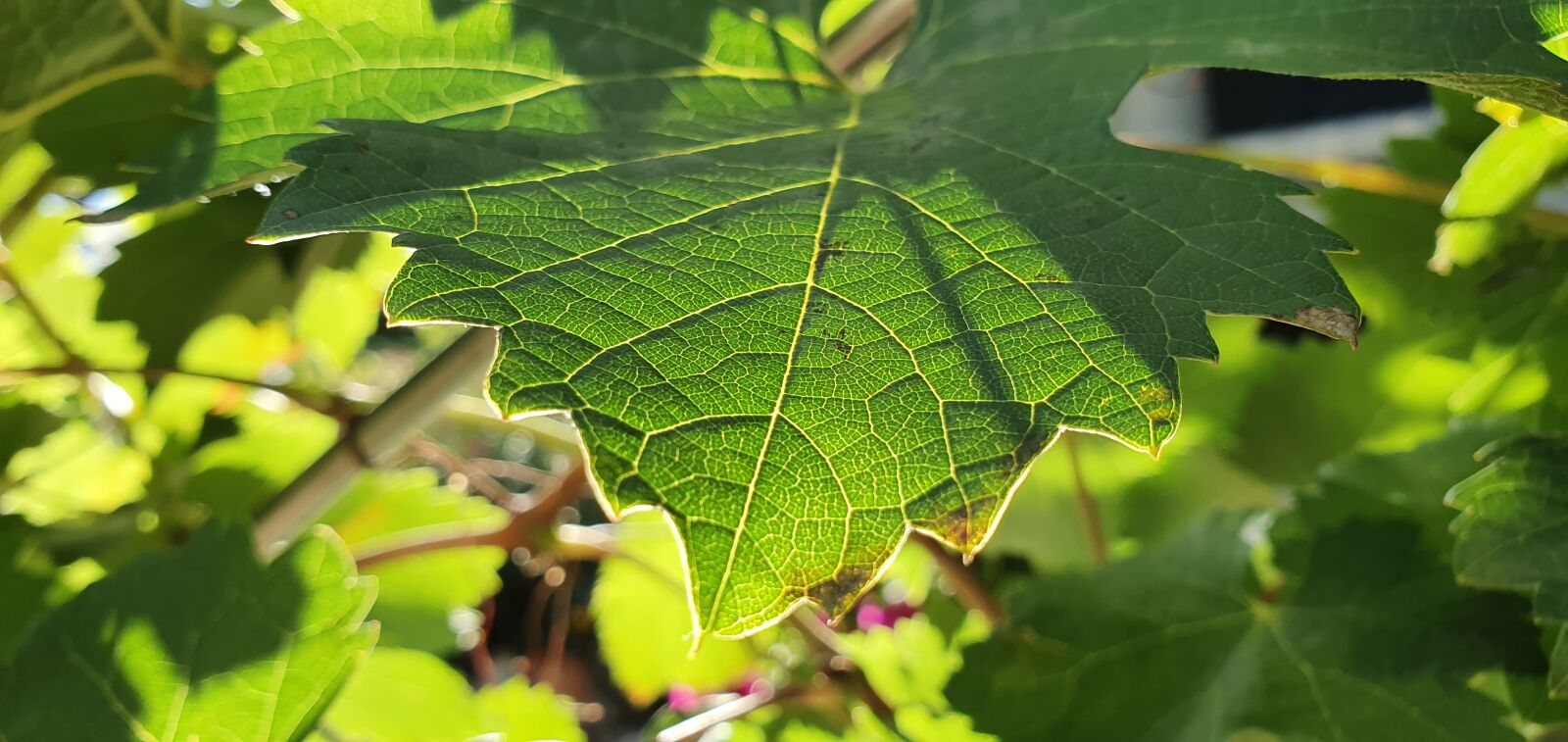 Samsung Galaxy S10 sample photo. Wine, green, grape photography