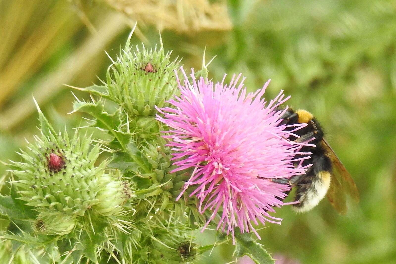 Nikon Coolpix P900 sample photo. Thistle flower, hummel, blossom photography