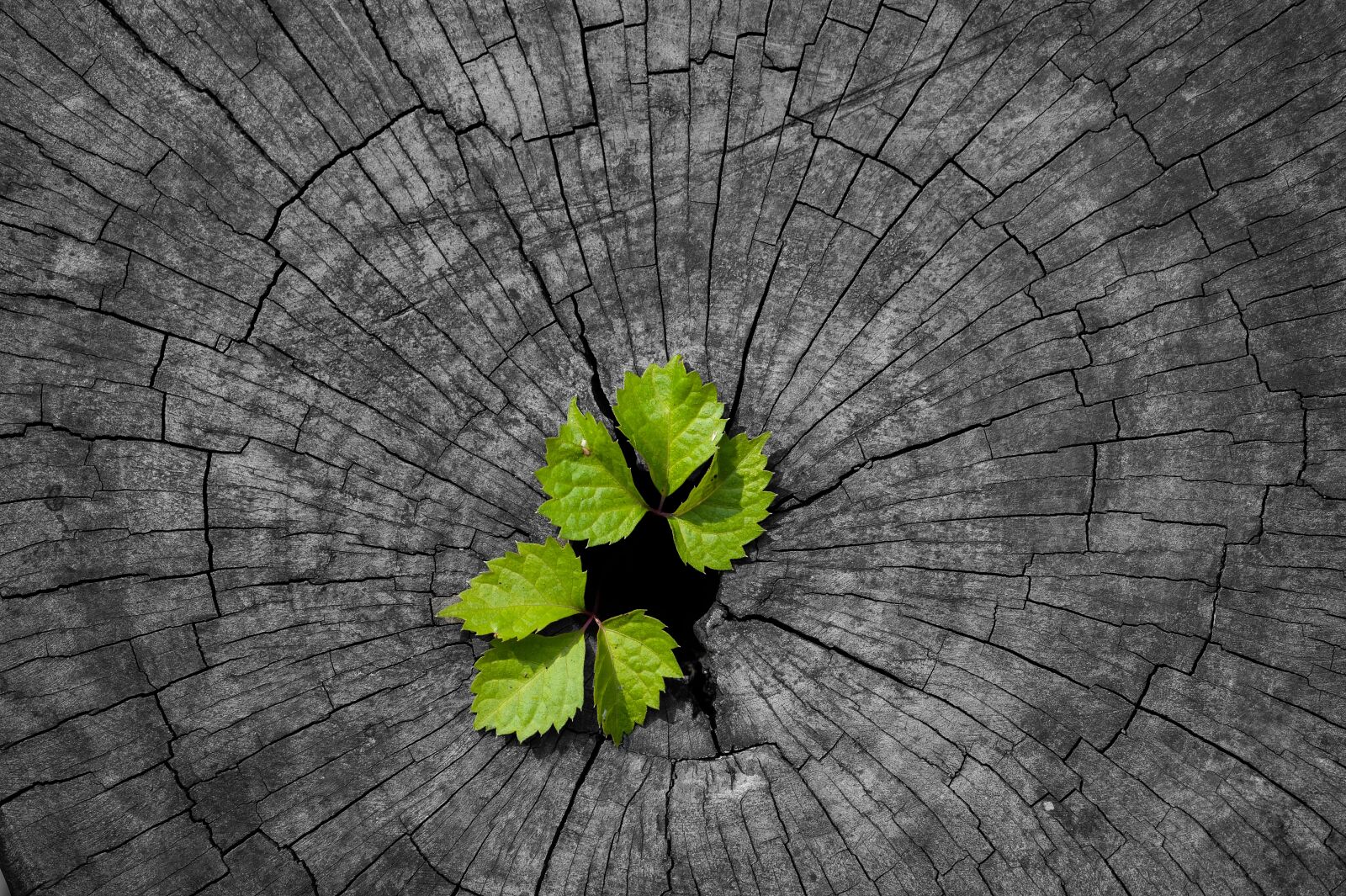 Nikon D700 sample photo. Leaf, fresh, green photography