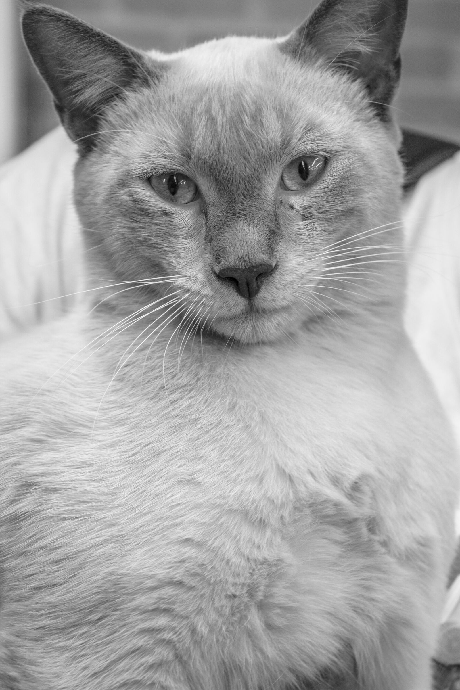 Canon EF-S 18-55mm F3.5-5.6 IS II sample photo. Greyscale, photo, of, cat photography