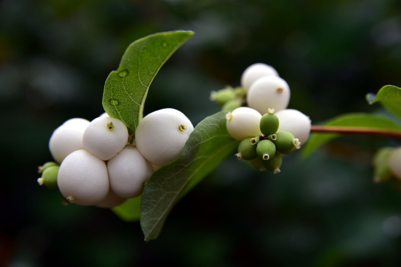 Nikon D750 sample photo. Ordinary schneebeere, snowberry albus photography