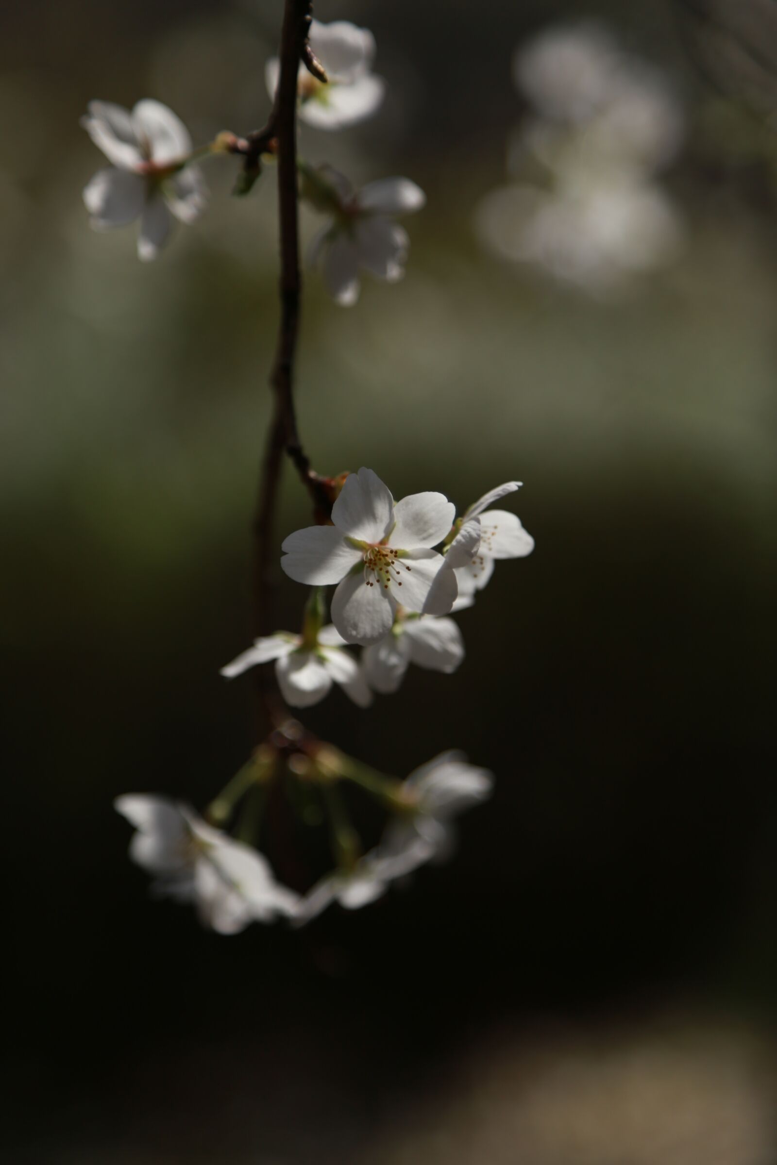 Canon EOS 6D + Canon EF 24-105mm F4L IS USM sample photo. Flowers, cherry tree, cherry photography