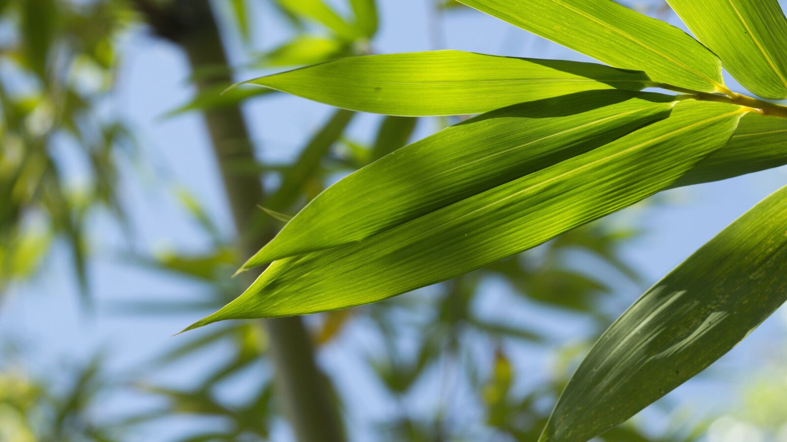 Sony SLT-A58 sample photo. Green, leaf, green leaves photography