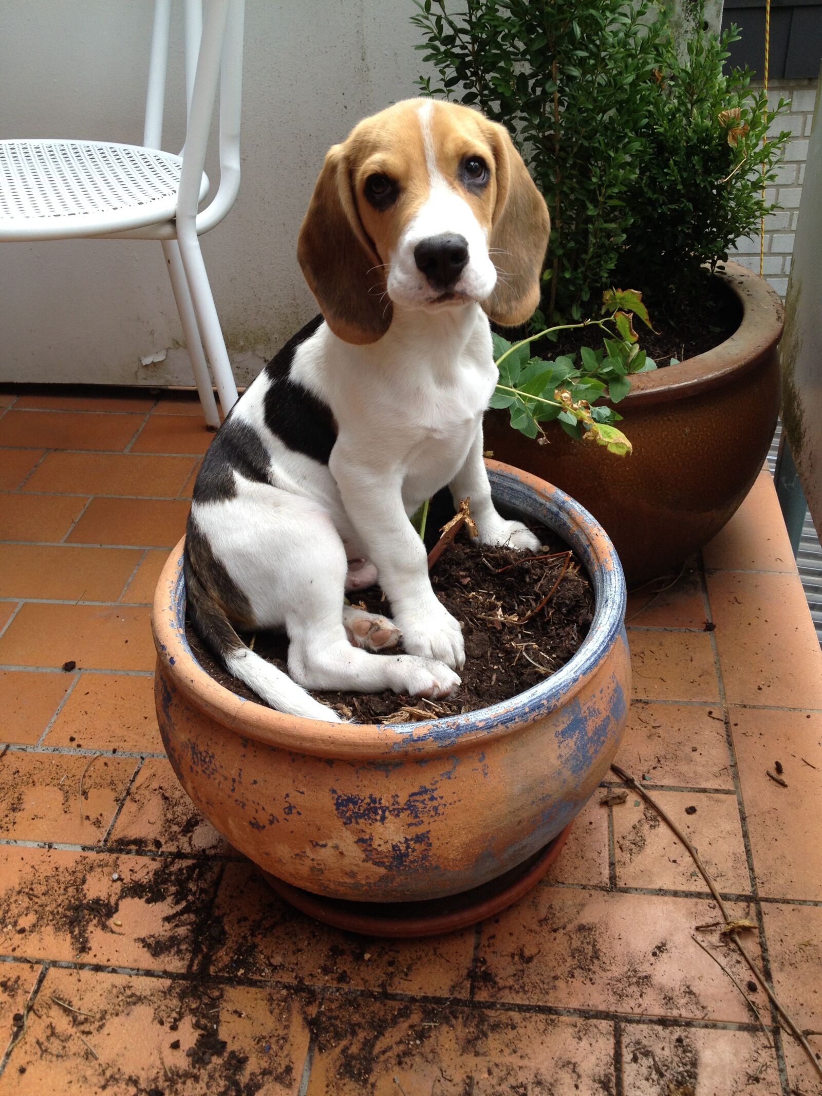 iPhone 4S back camera 4.28mm f/2.4 sample photo. Beagle, flowerpot, dog photography