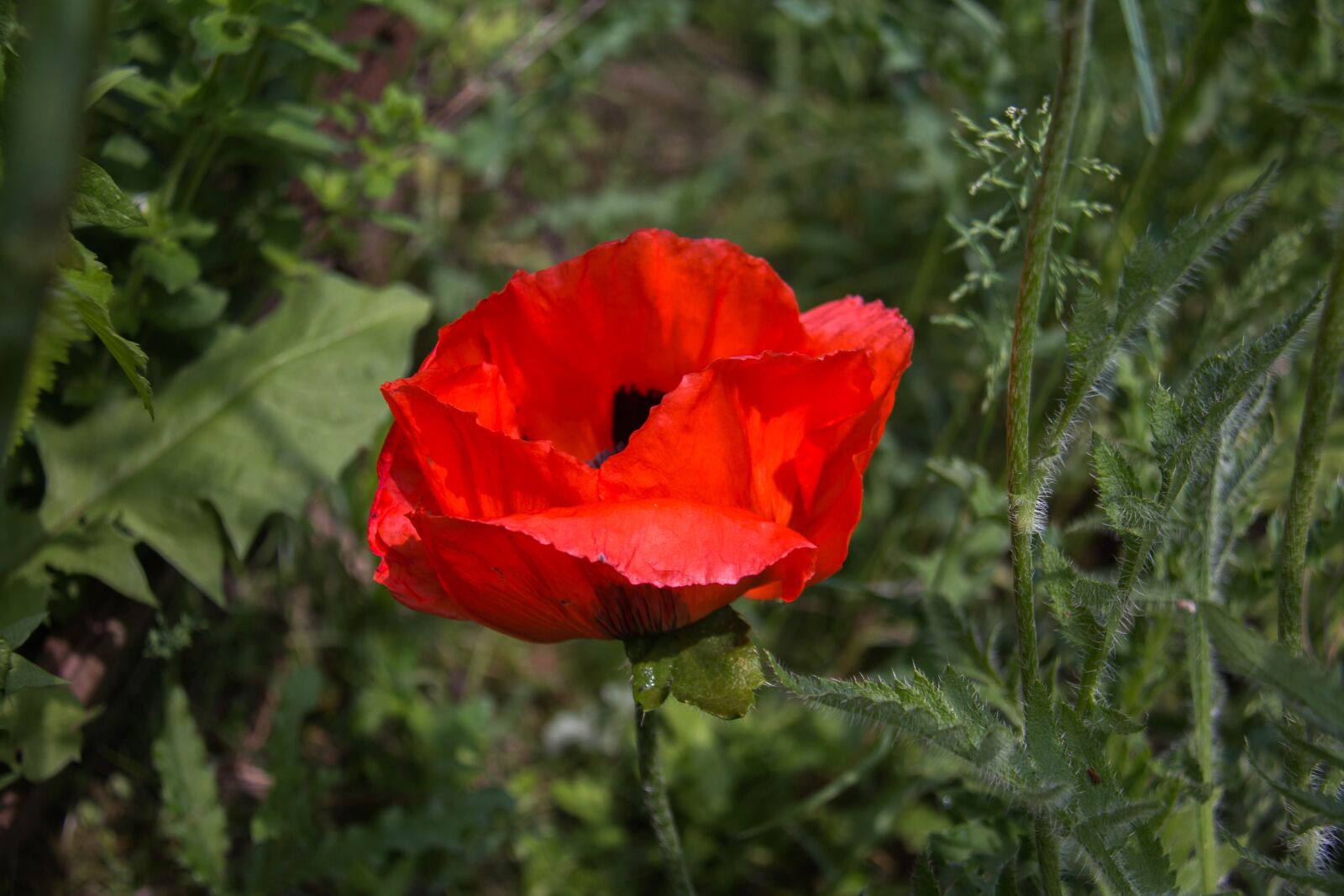 Canon EF-S 18-200mm F3.5-5.6 IS sample photo. Poppy, red, flower photography