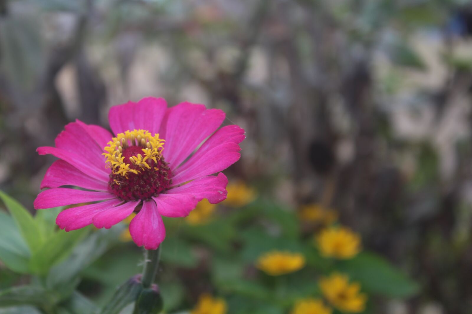 Canon EOS 700D (EOS Rebel T5i / EOS Kiss X7i) sample photo. Blossom, flowers, morning photography