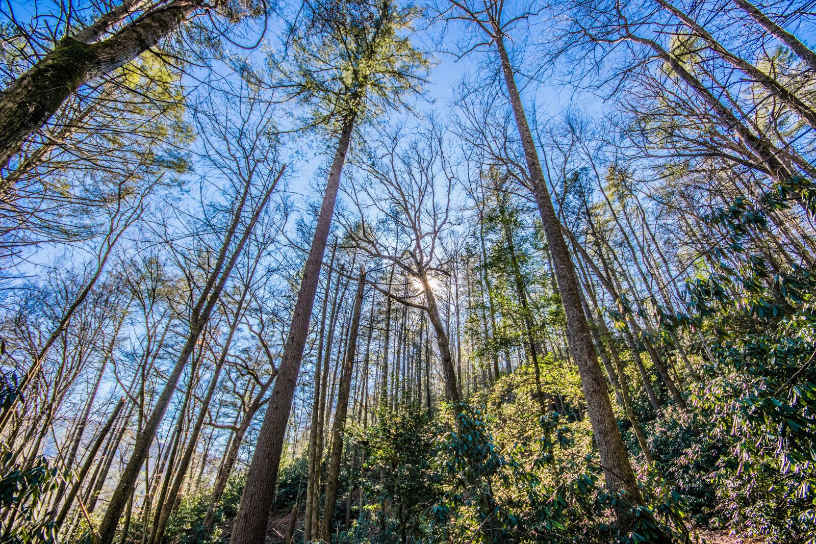 Nikon D5300 sample photo. Nature, wood, tree photography