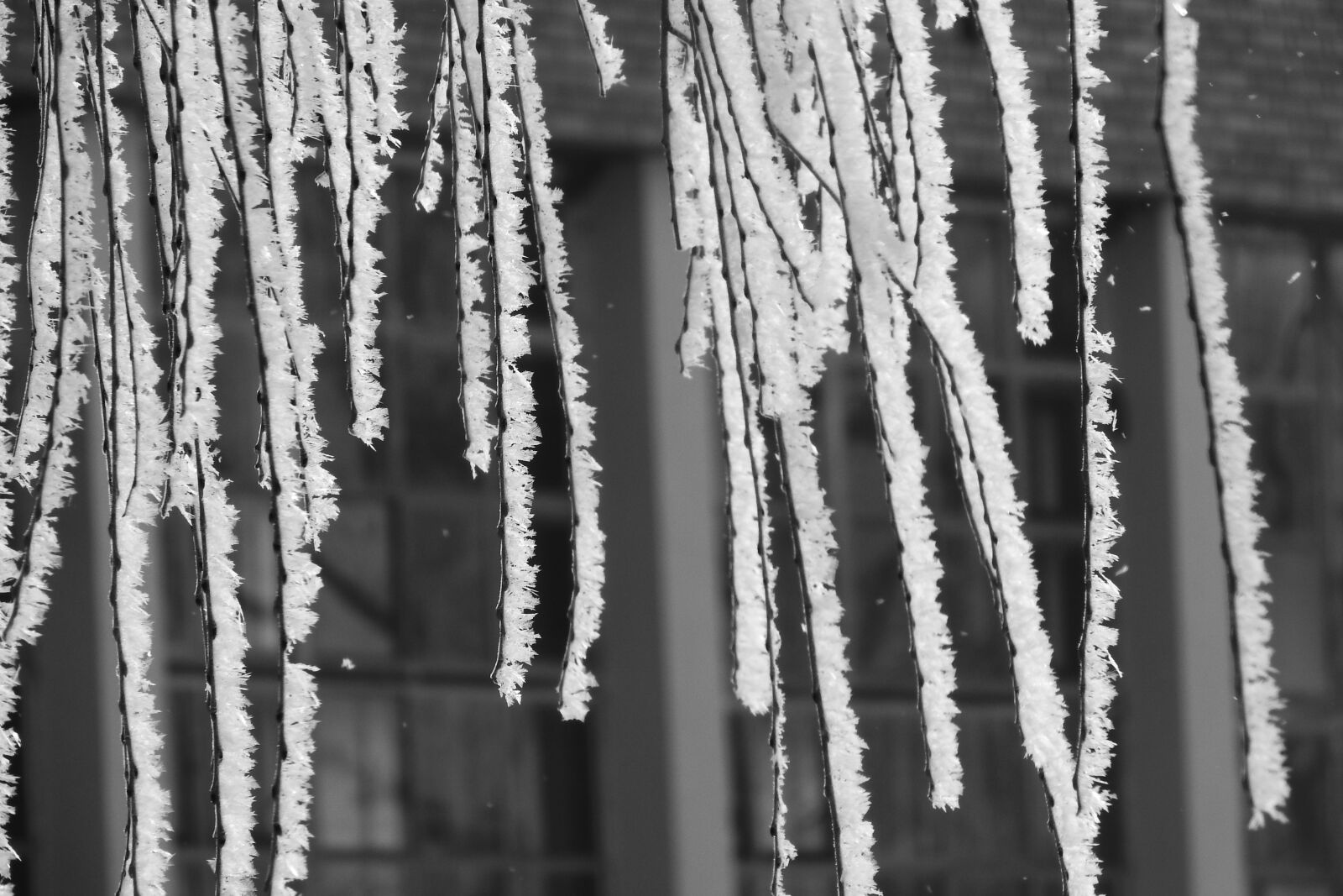 Nikon Coolpix P610 sample photo. Frost, icing, the branches photography