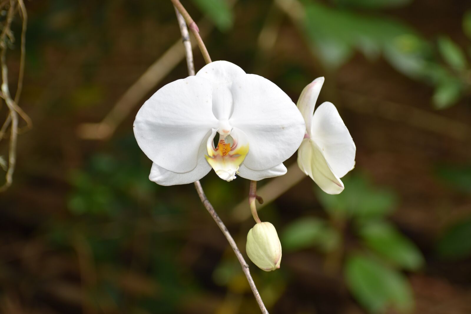 Nikon D3400 sample photo. Nature, flora, flower photography