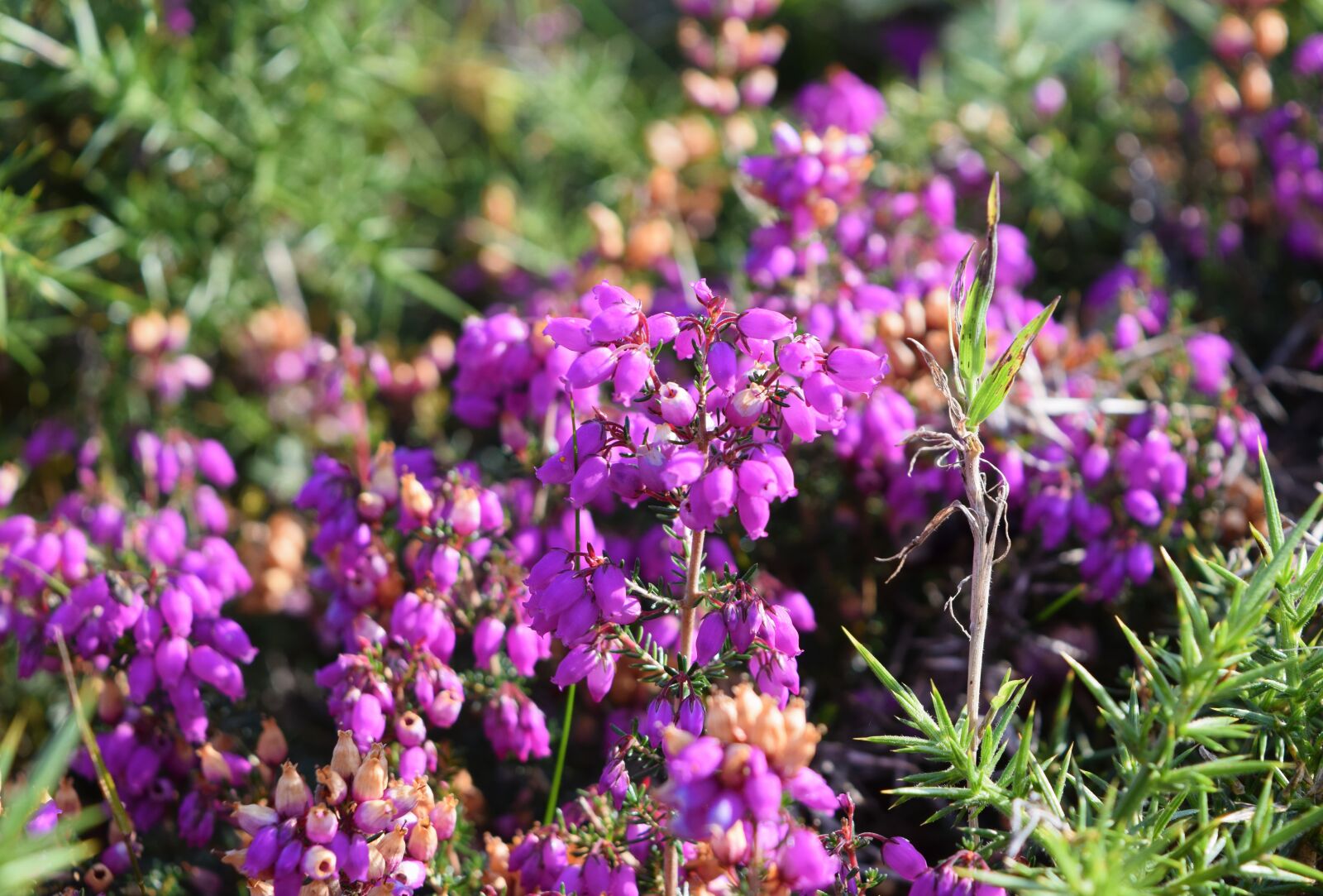 Nikon D5300 sample photo. Heather, purple, pink photography