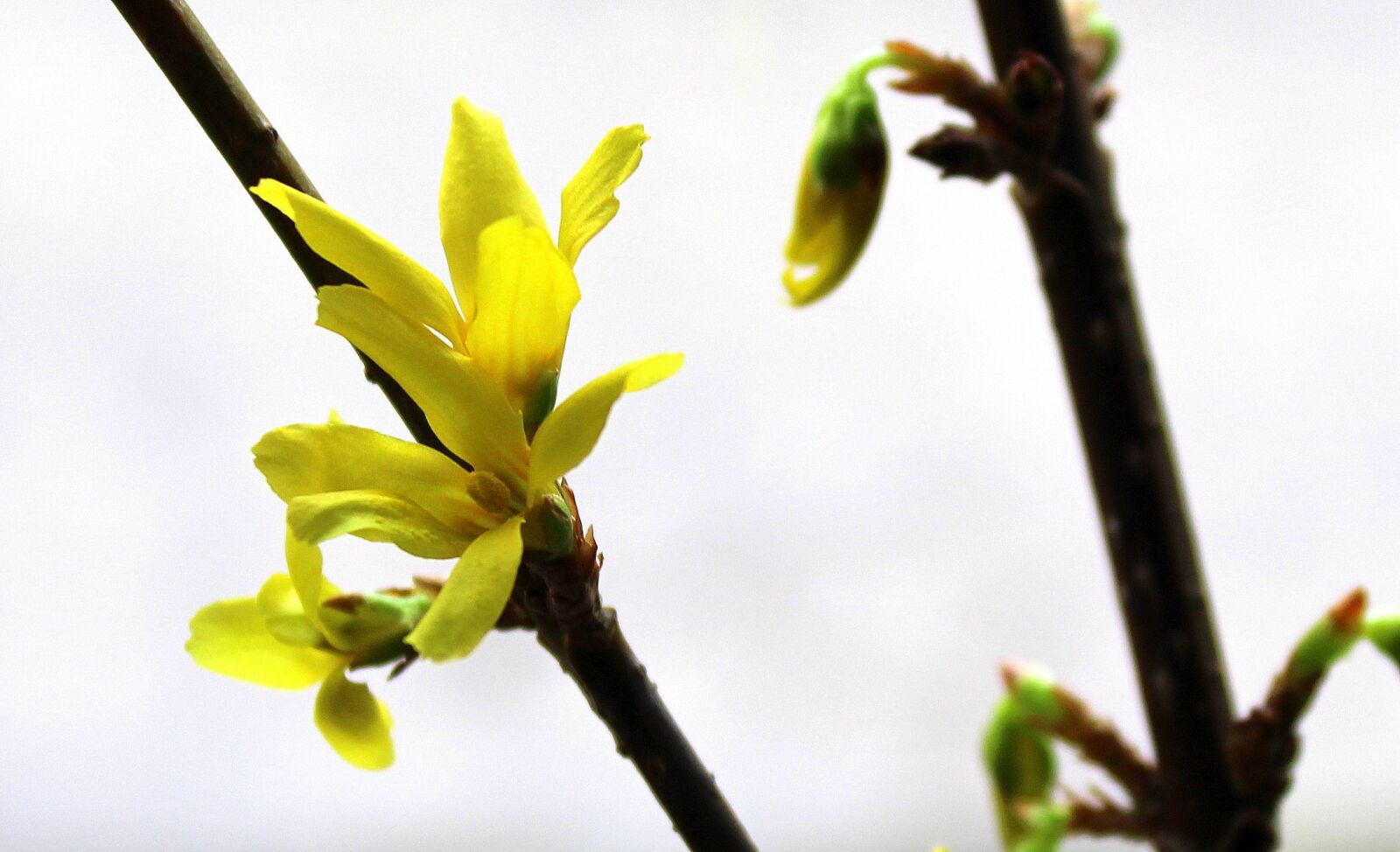 Canon EOS 1200D (EOS Rebel T5 / EOS Kiss X70 / EOS Hi) sample photo. Forsythia, spring flowers, bush photography