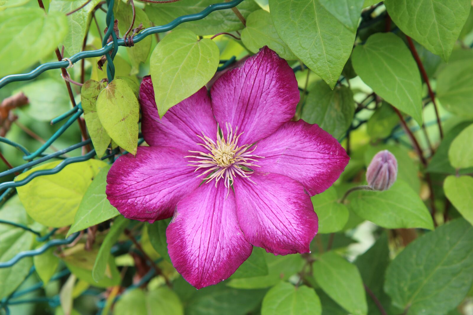 Canon EOS 600D (Rebel EOS T3i / EOS Kiss X5) sample photo. Clematis, creeper, garden photography