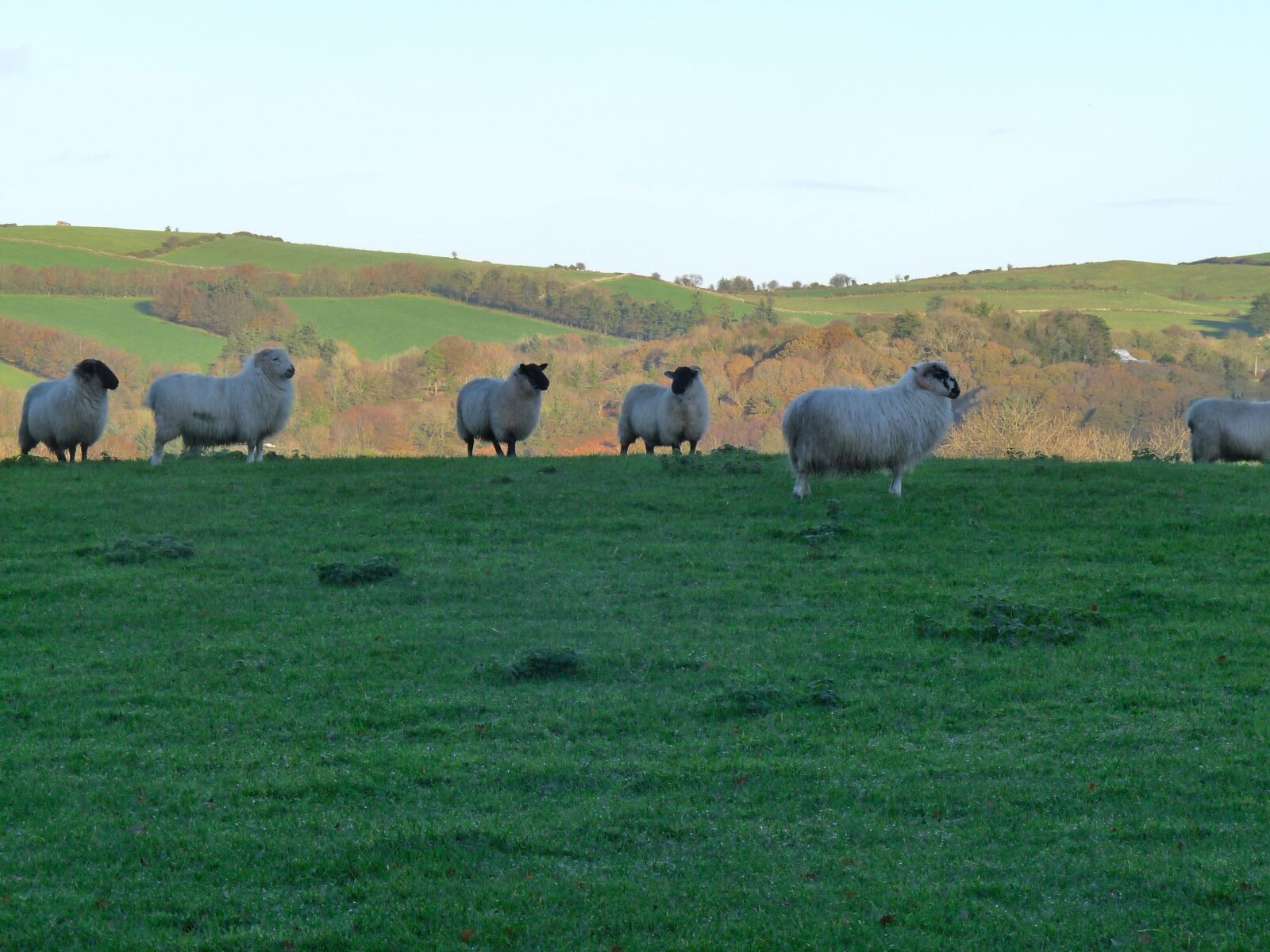 Panasonic Lumix DMC-FZ28 sample photo. Sheep, ireland, nature photography