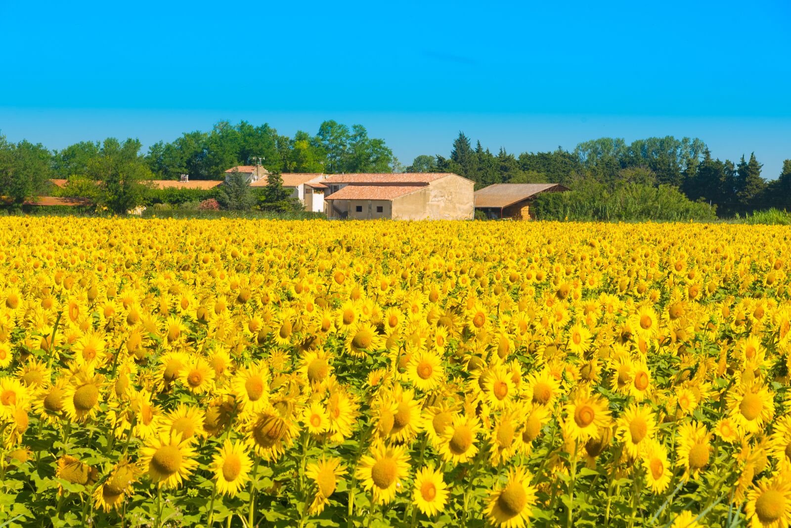 Nikon D750 sample photo. Sunflower, sunflower field, flower photography