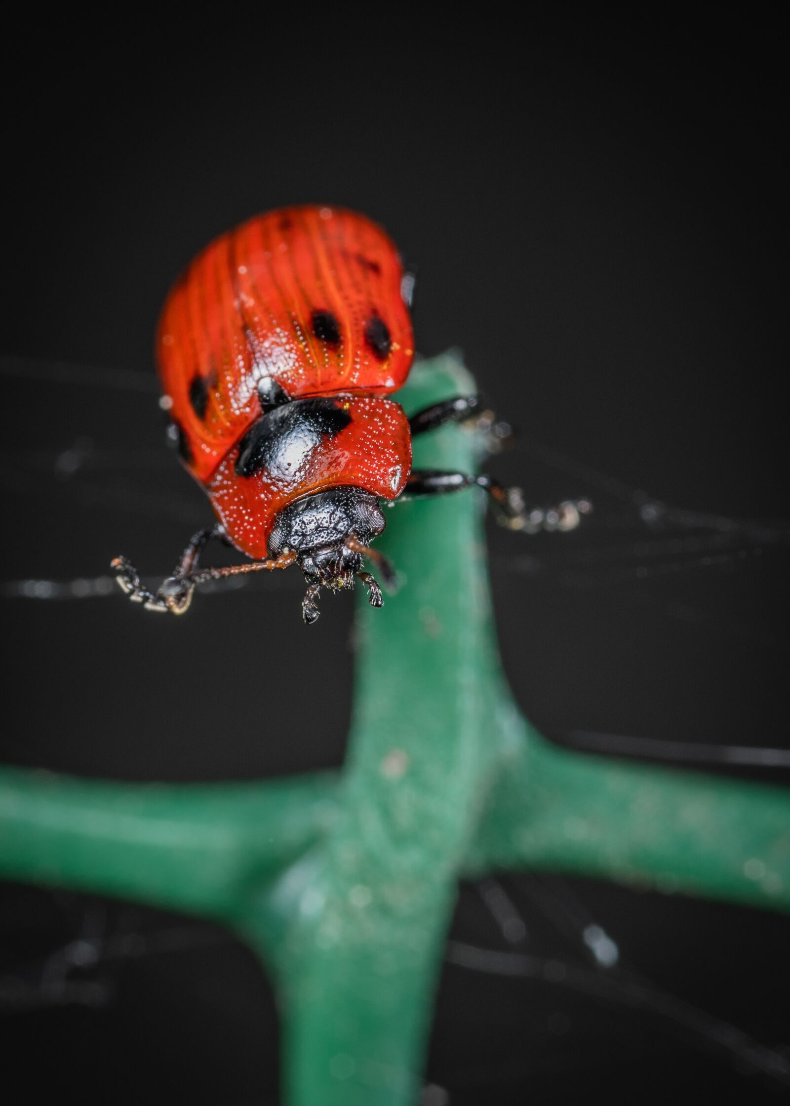 #124 65/2.8 sample photo. Insect, beetle, macro photography