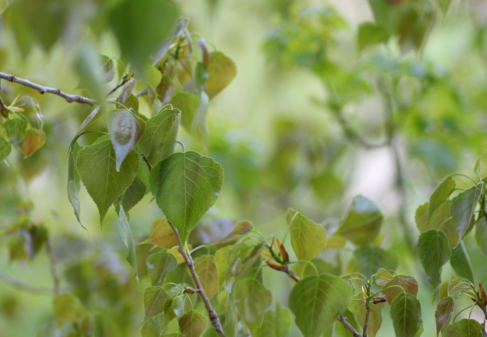 Canon EOS 700D (EOS Rebel T5i / EOS Kiss X7i) + Canon EF 85mm F1.8 USM sample photo. Leaves, green, casey photography