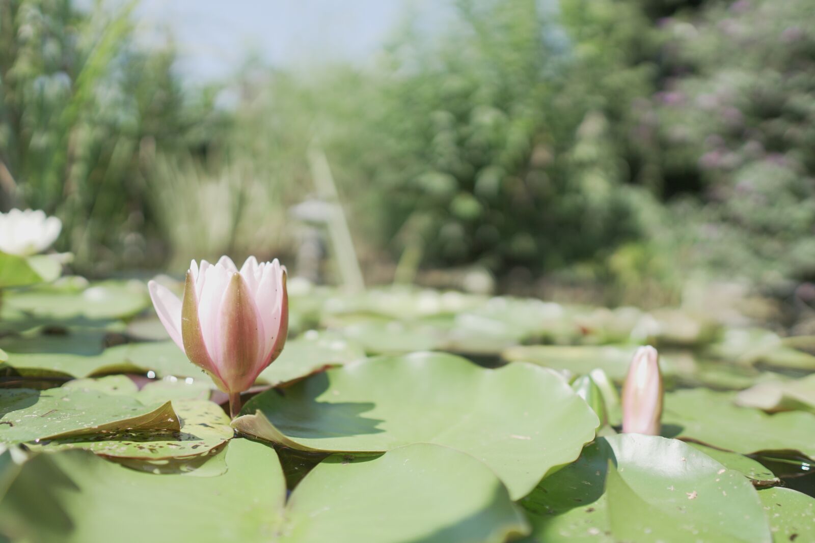 Sigma 16mm F1.4 DC DN | C sample photo. Water lily, pond, flower photography