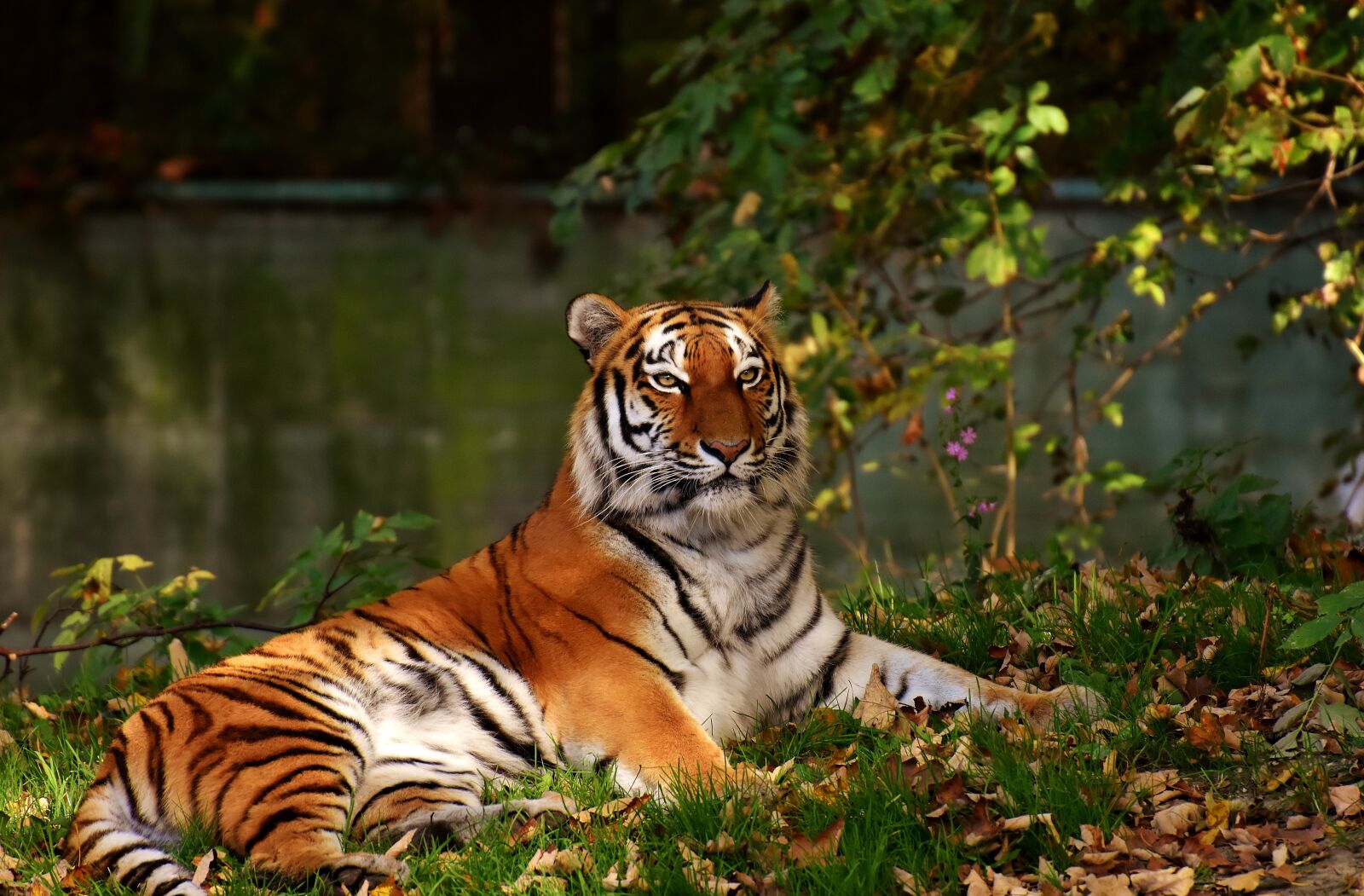 Nikon D7200 sample photo. Tiger, predator, fur photography