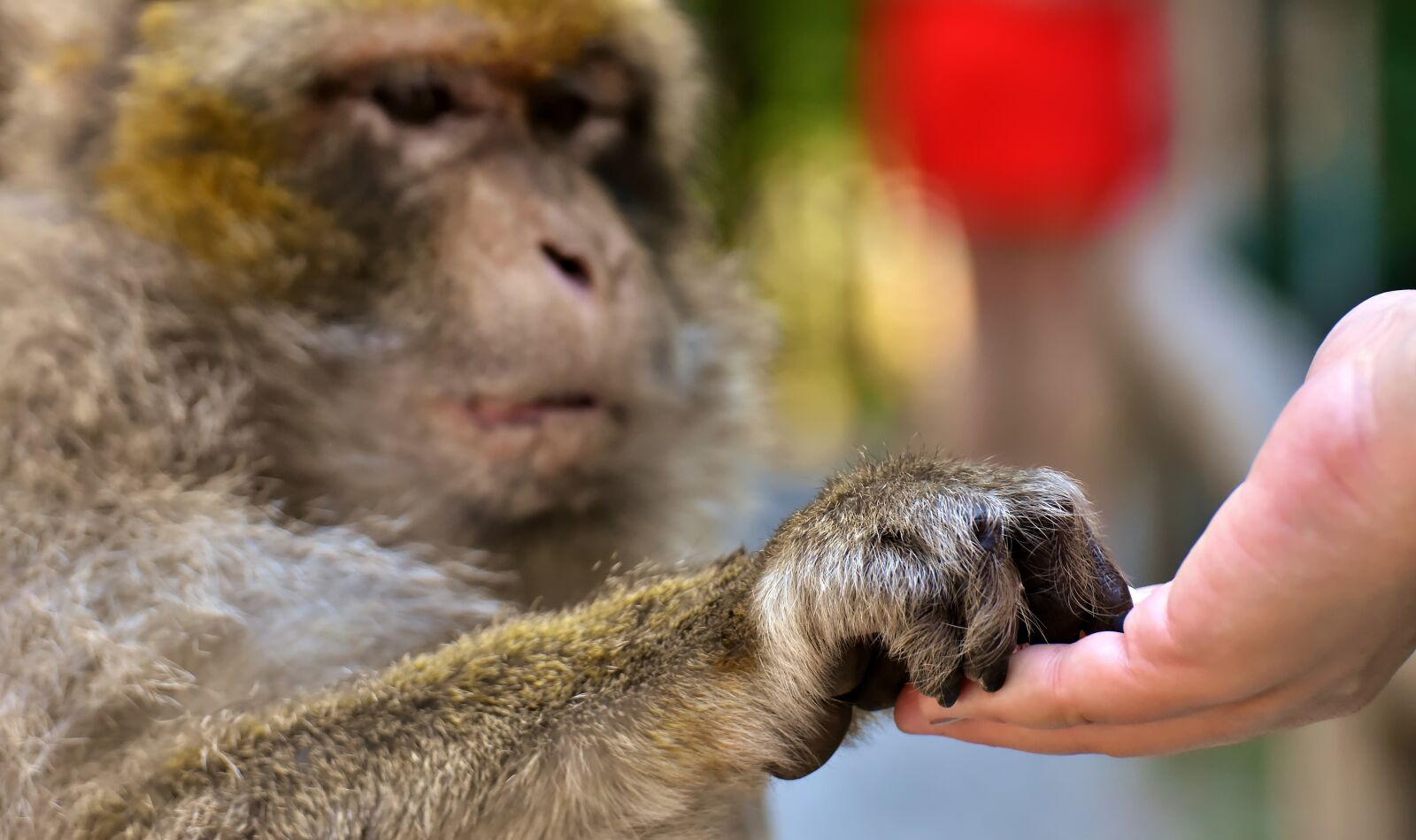 Nikon D7200 sample photo. Barbary ape, feed, endangered photography