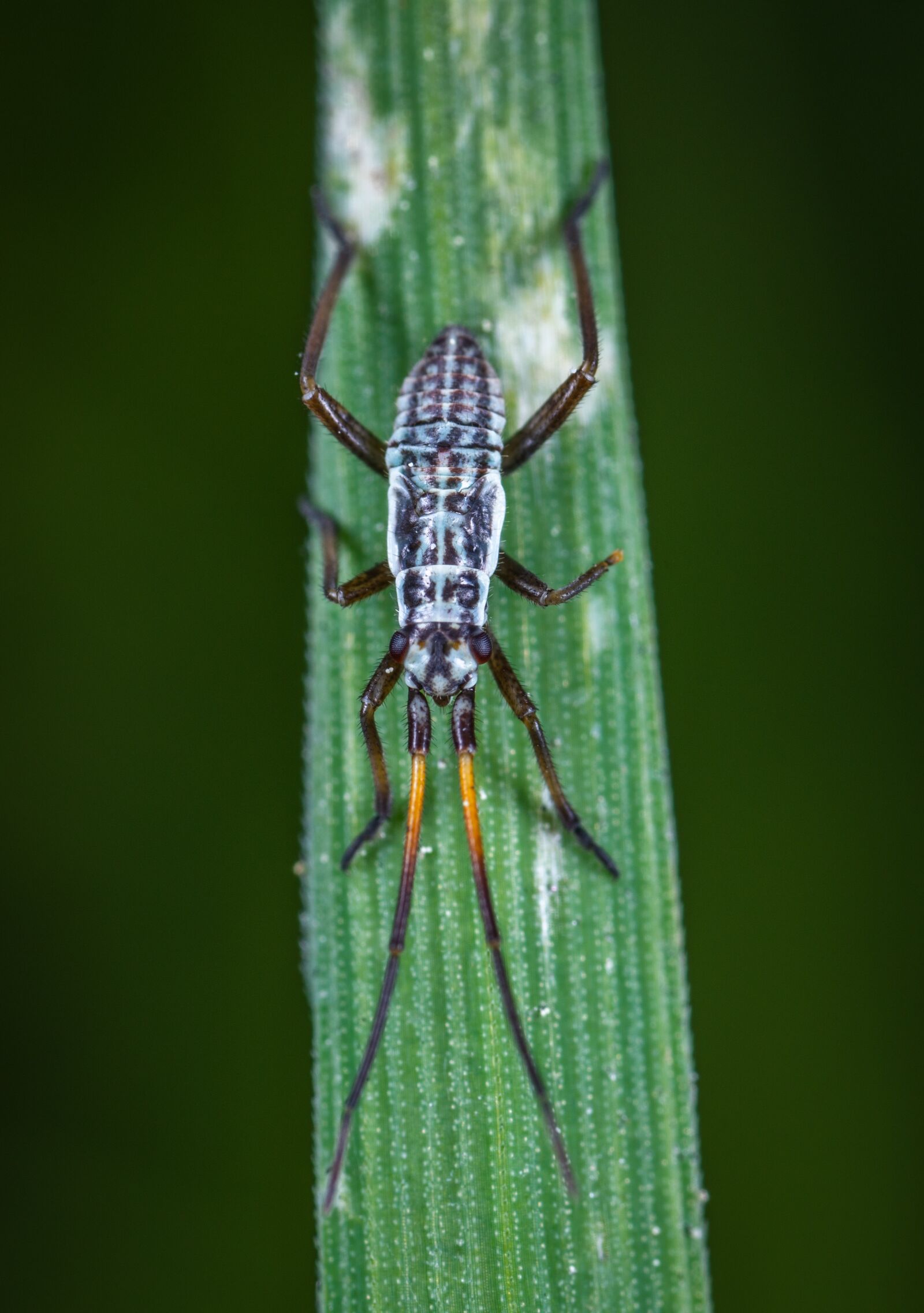 Sony a7R II sample photo. Macro, insect, ê photography