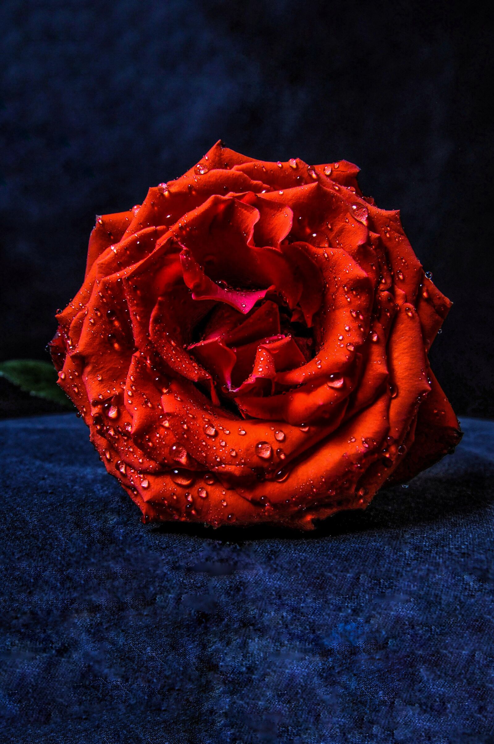 Nikon D300S sample photo. Rose, flowers, drops photography