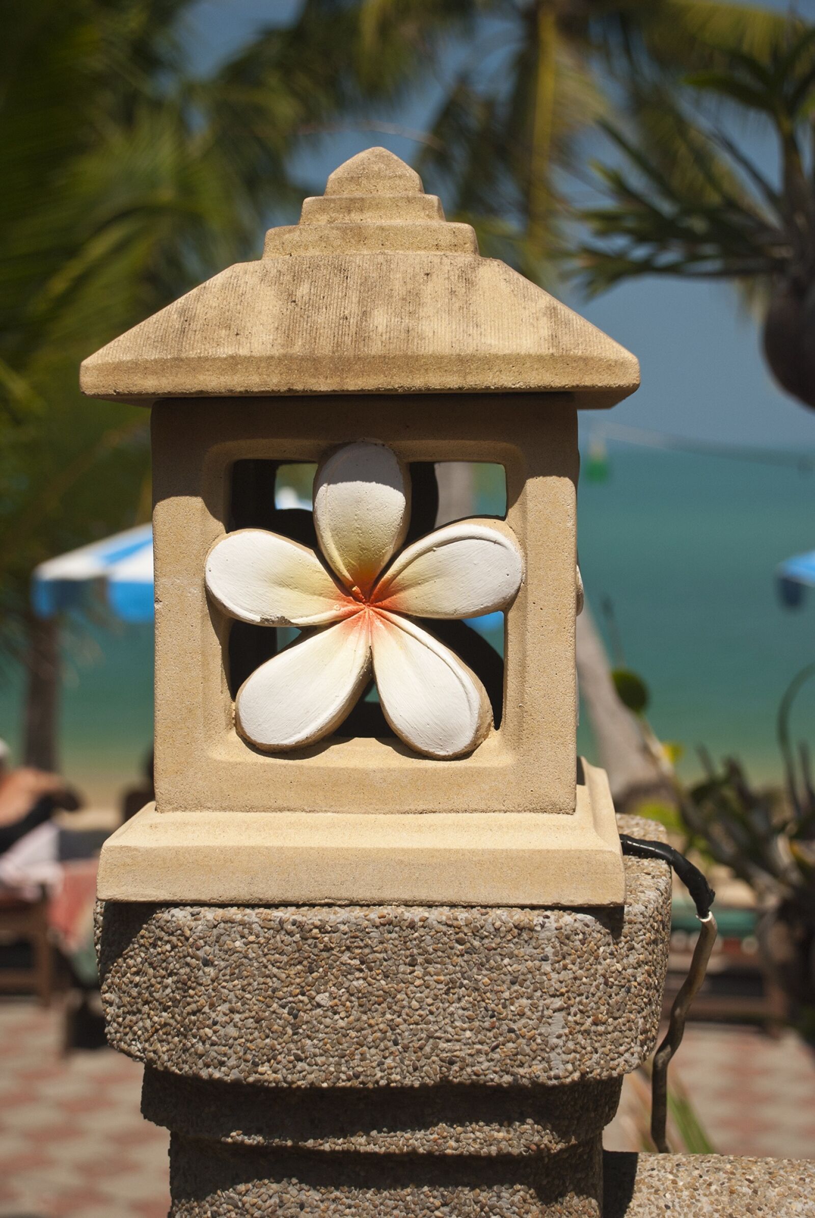 Nikon D80 sample photo. Thailand, flower, plumeria photography