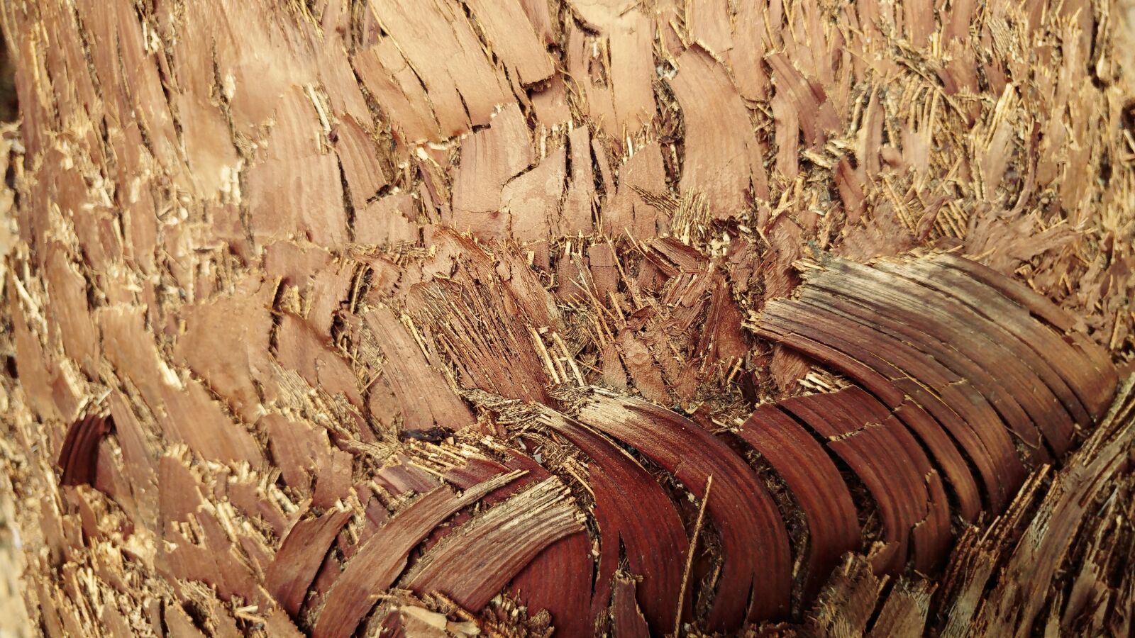 LG G5 sample photo. Bark, palm tree, rough photography