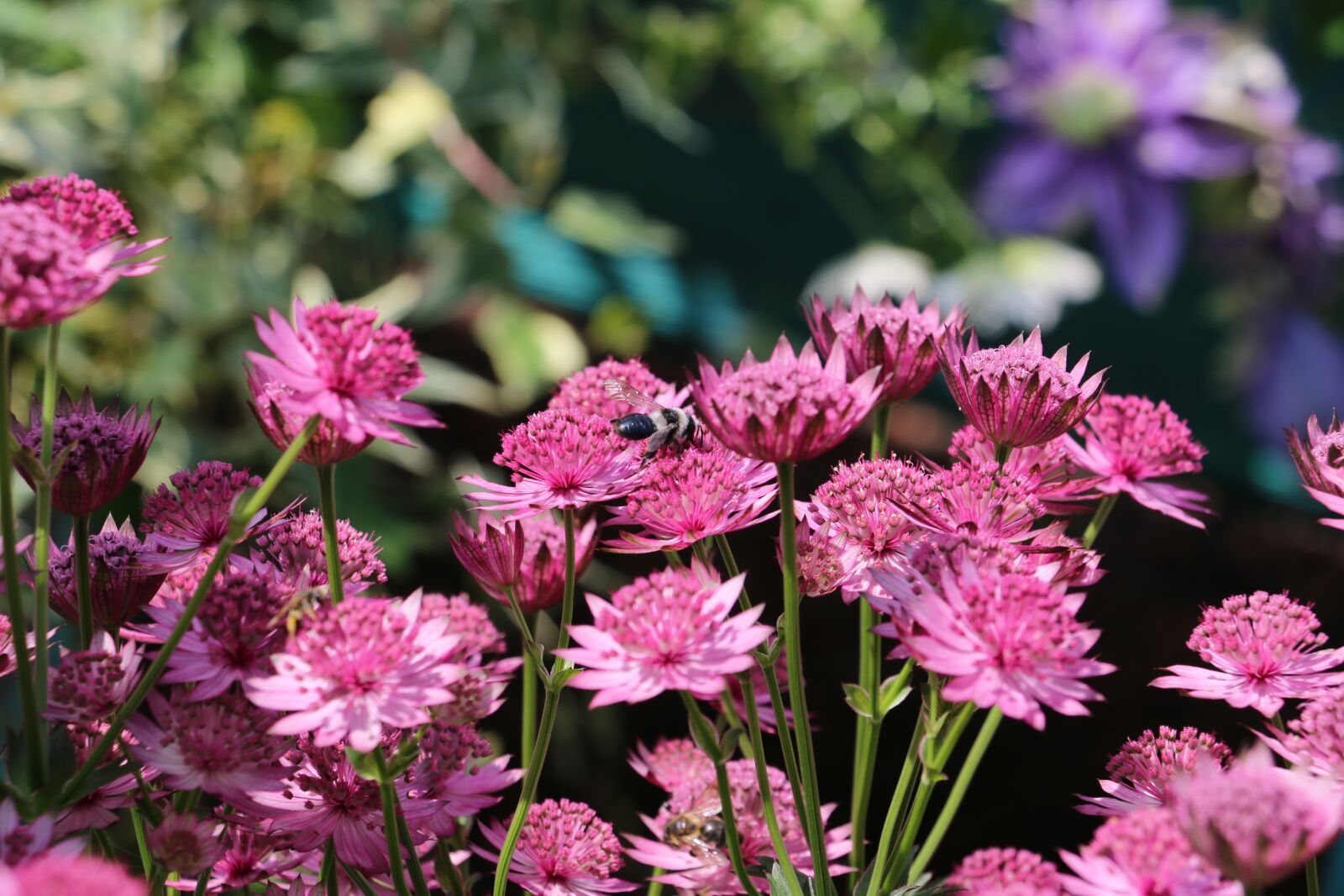 Canon EOS 70D sample photo. Flowers, pink flower, colourful photography