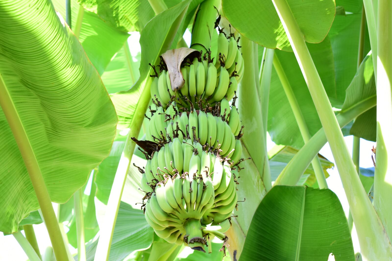 Nikon D5600 sample photo. Bananas, tons of bananas photography
