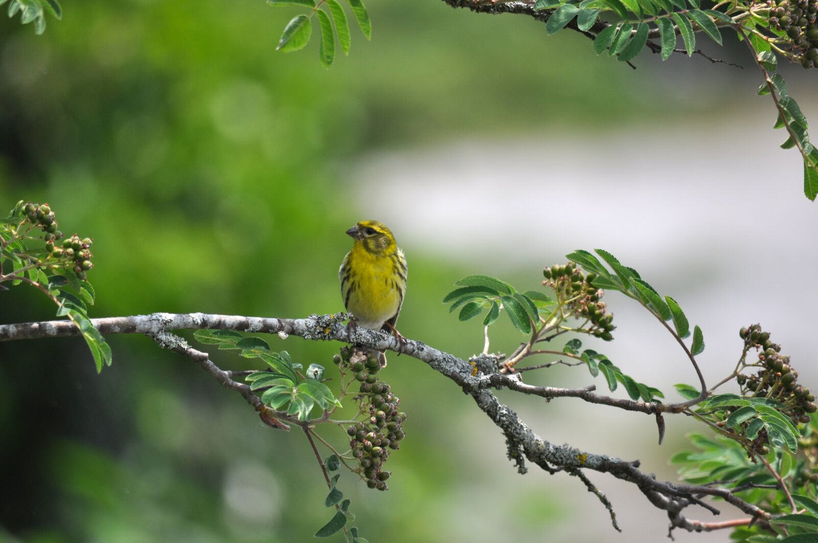Nikon D90 sample photo. Cape canary, serinus serinus photography