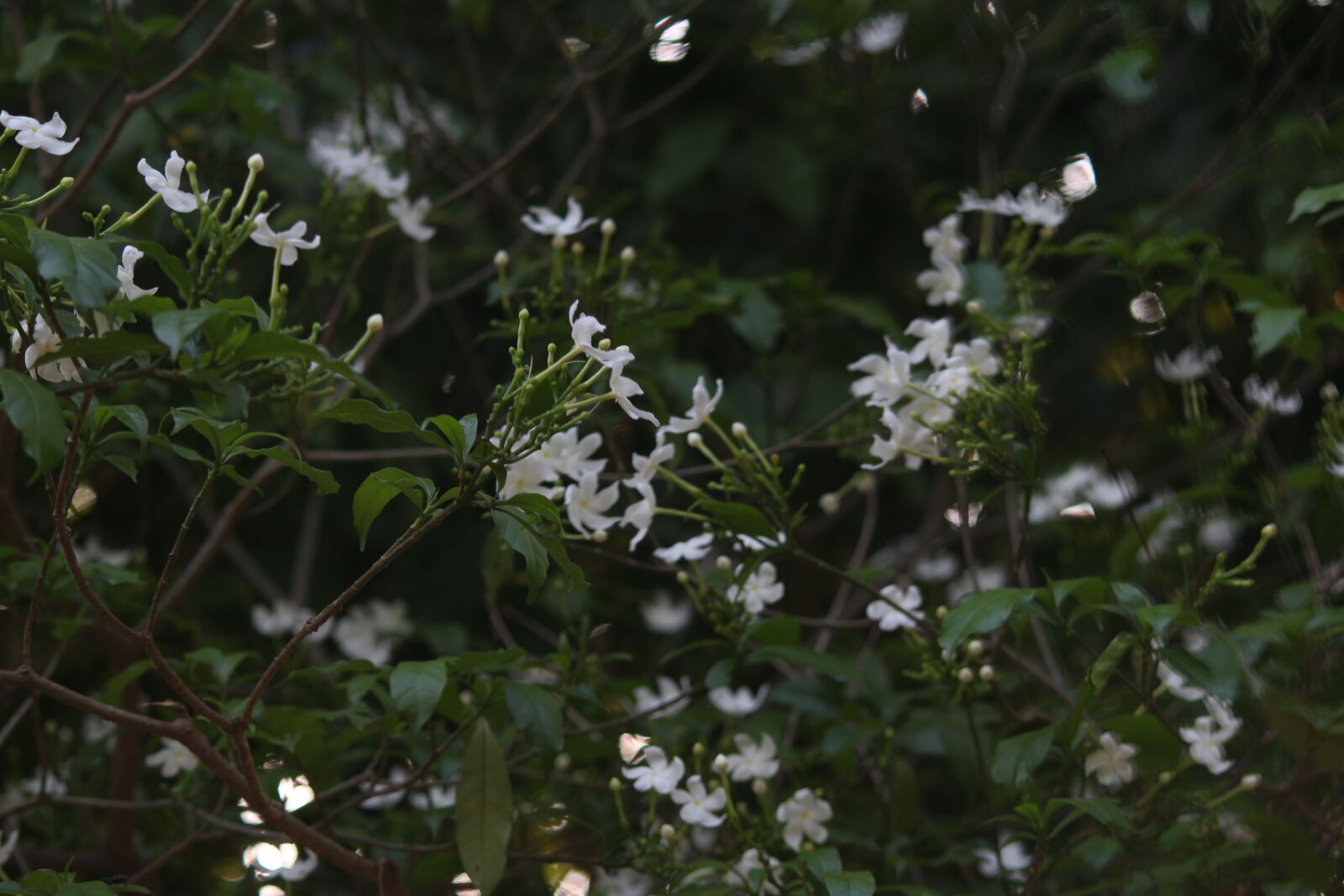 Canon EOS 700D (EOS Rebel T5i / EOS Kiss X7i) sample photo. 9 photography