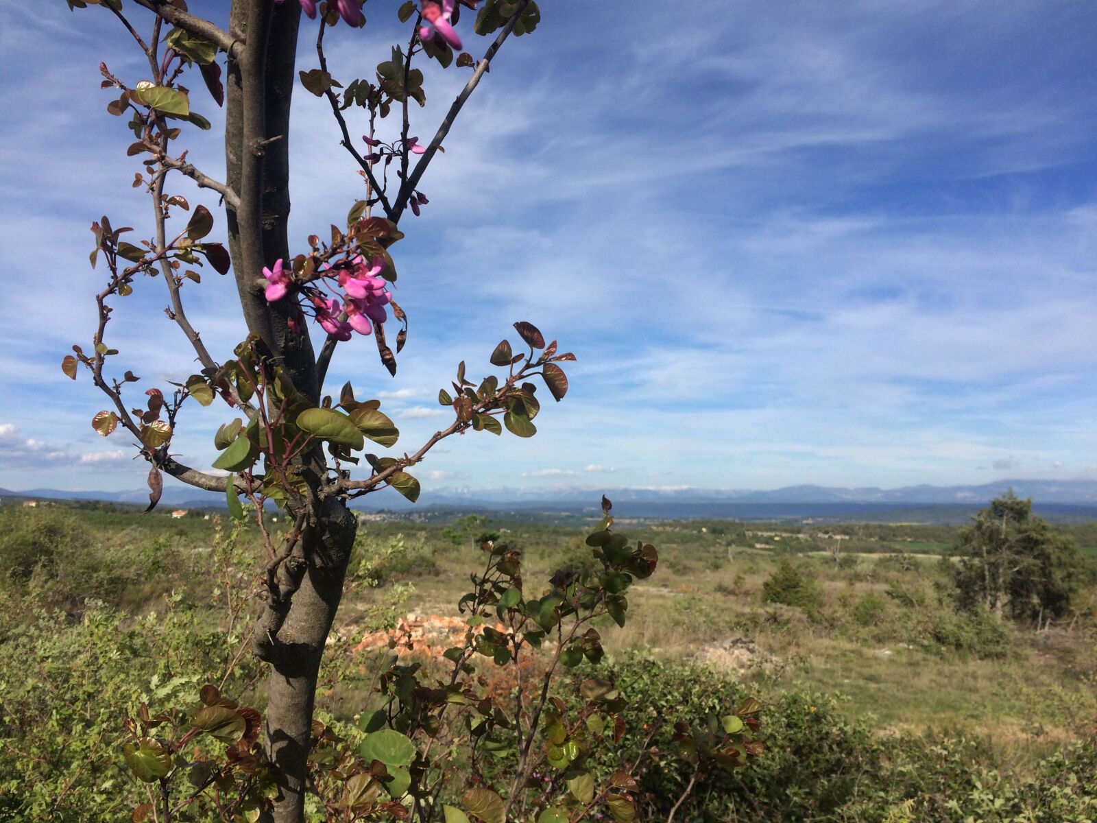 iPhone 5s back camera 4.15mm f/2.2 sample photo. Plateau, provence, flowers photography