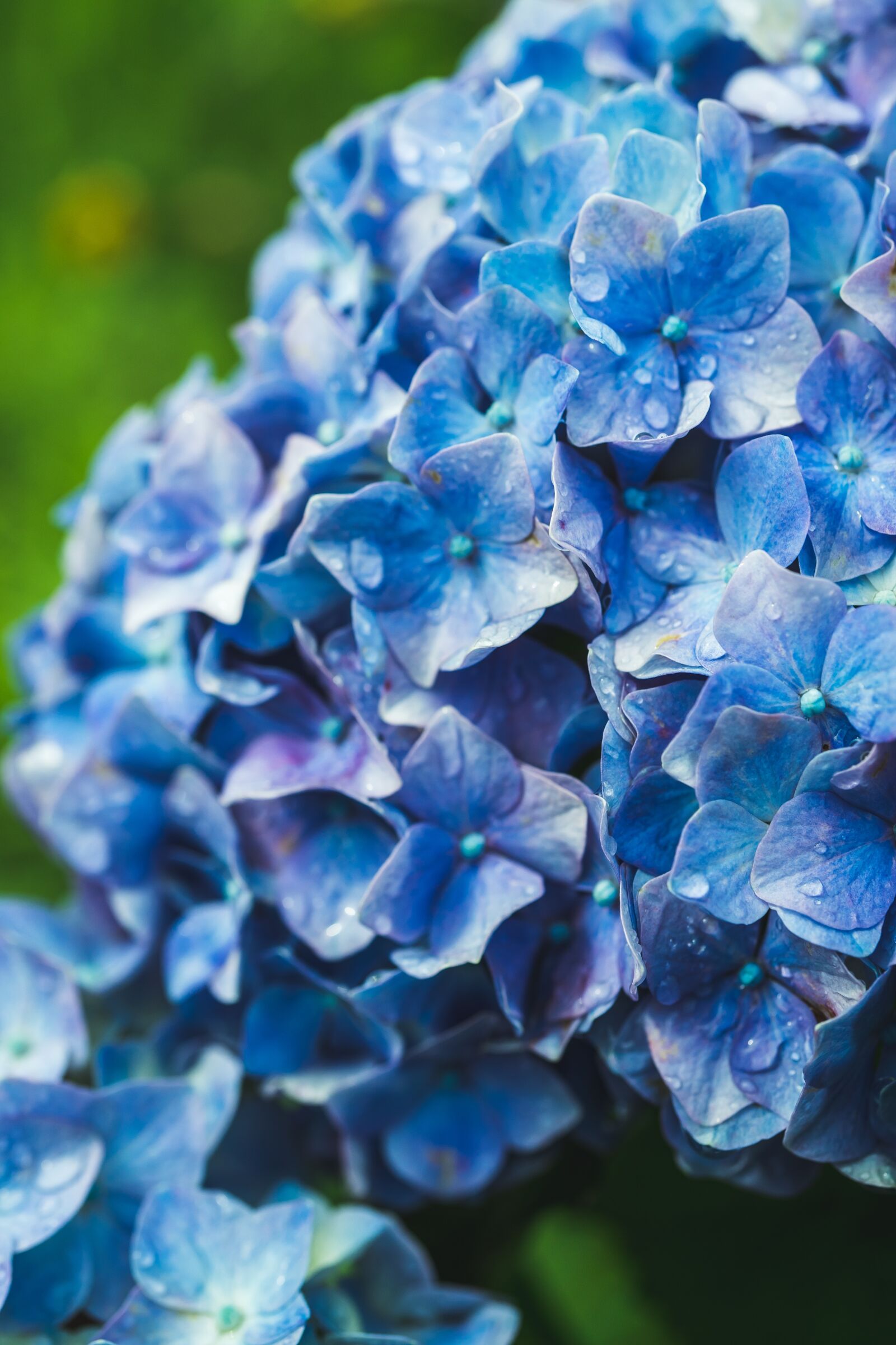 Sony a7 II sample photo. Hydrangea, blue, flower photography