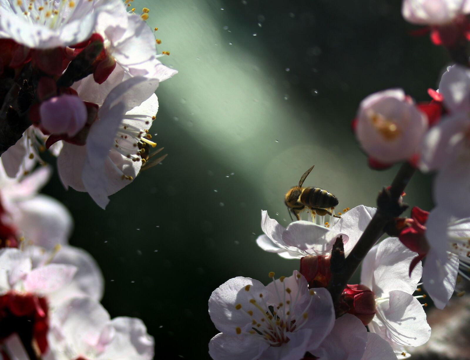 Canon EF-S 60mm F2.8 Macro USM sample photo. Flowers, tree, white photography
