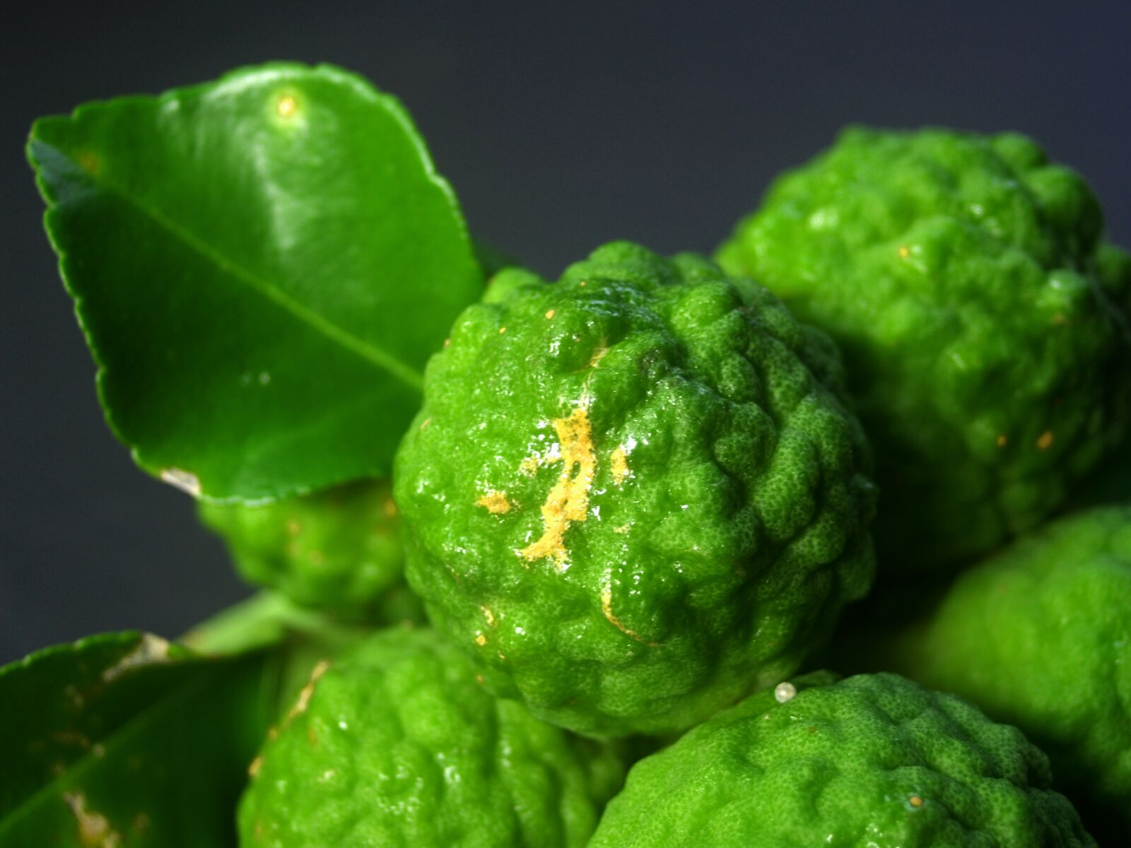 Olympus E-300 (EVOLT E-300) sample photo. Bergamot, fruit, leaf photography