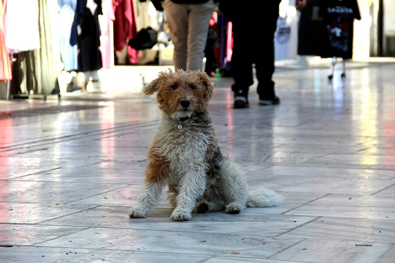 Canon EOS 4000D (EOS Rebel T100 / EOS 3000D) sample photo. Street dog, dog, street photography